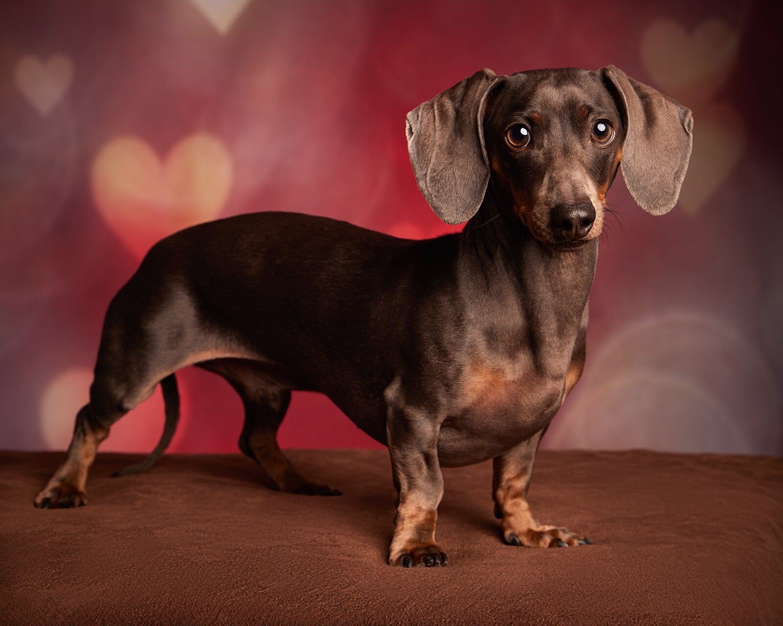 colorado-luxury-pet-portraits-valentines-dachshund.jpg