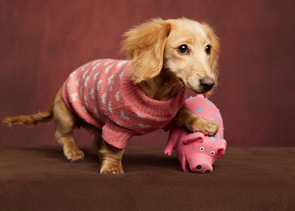 colorado-luxury-pet-portraits-valentines-dachshund-puppy-3.jpg