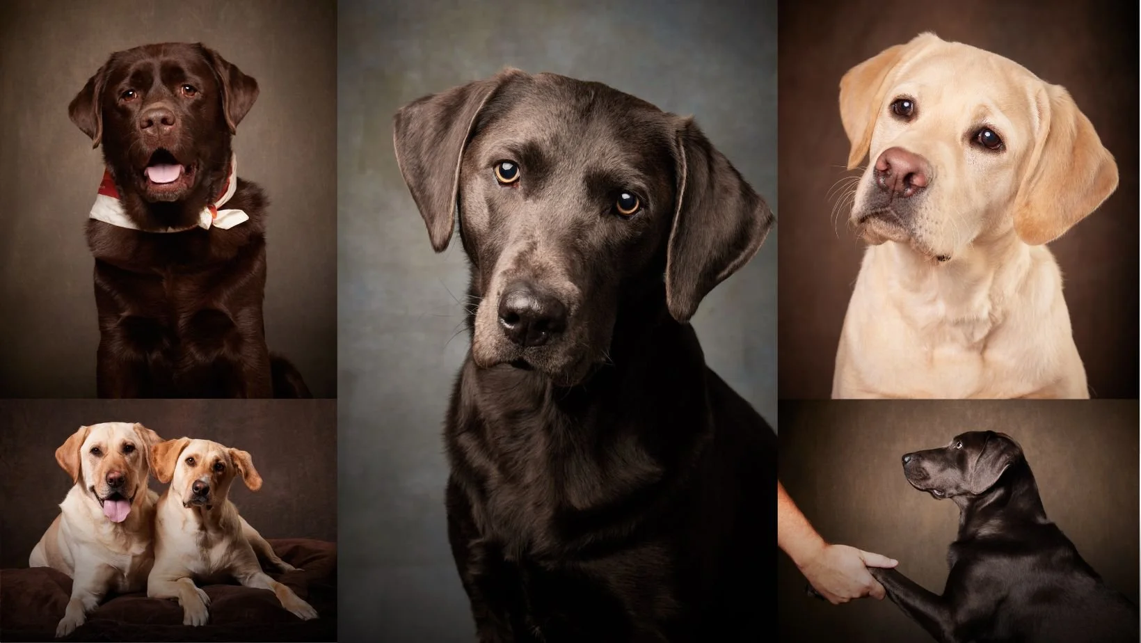 Canine Colorado Returns: Our 7th Fundraiser Magazine Begins