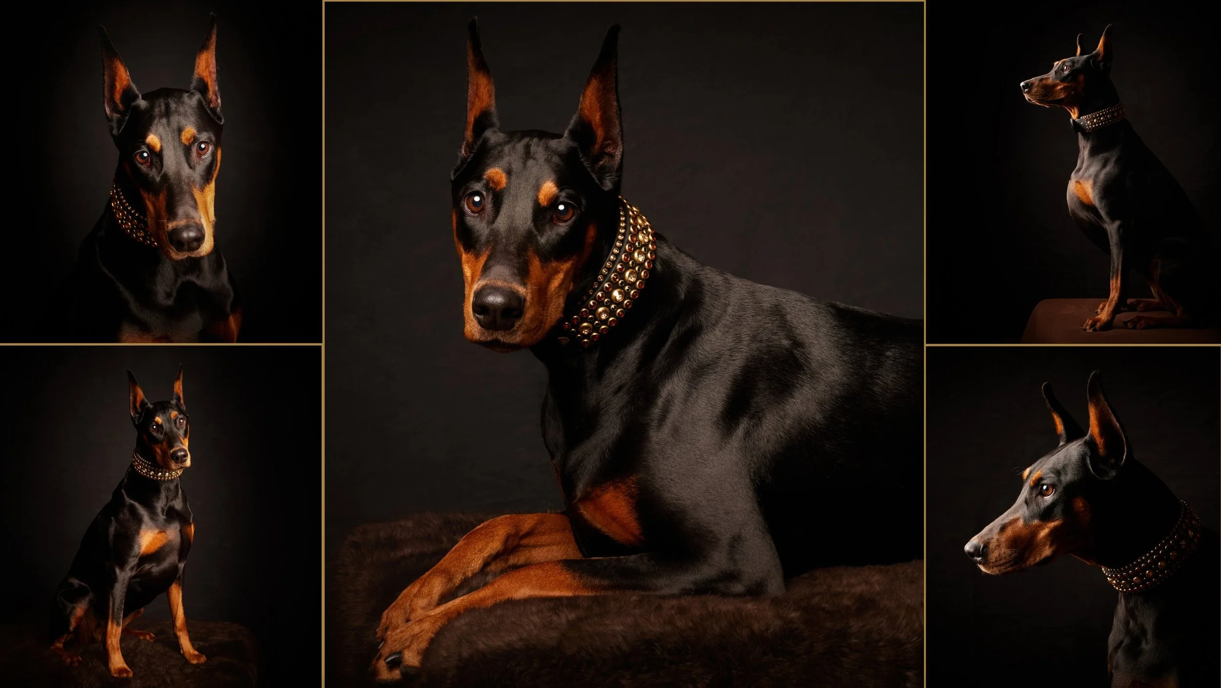 Portrait collage of a black and rust Doberman Pinscher featured in Canine Colorado magazine, celebrating Colorado's Doberman community.