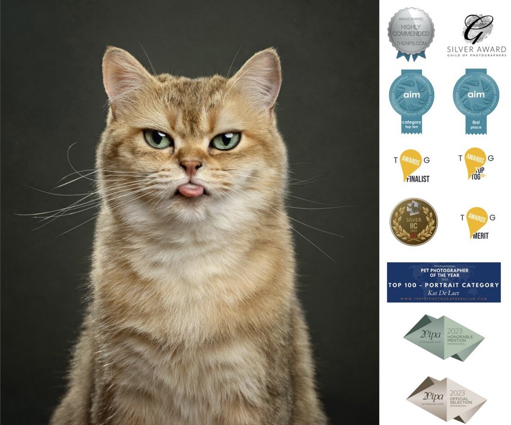  A charming photo of a cat with its tongue out is displayed next to all of the awards the photo has earned. 