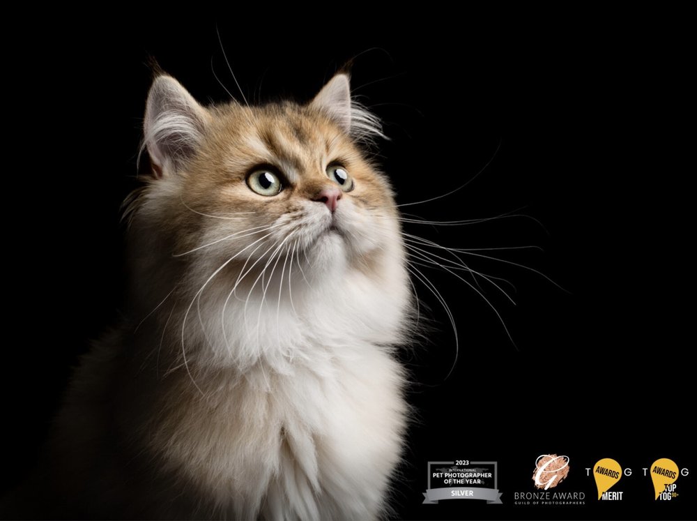  An adorable photo of a cat is displayed next to all of the awards the photo has earned. 