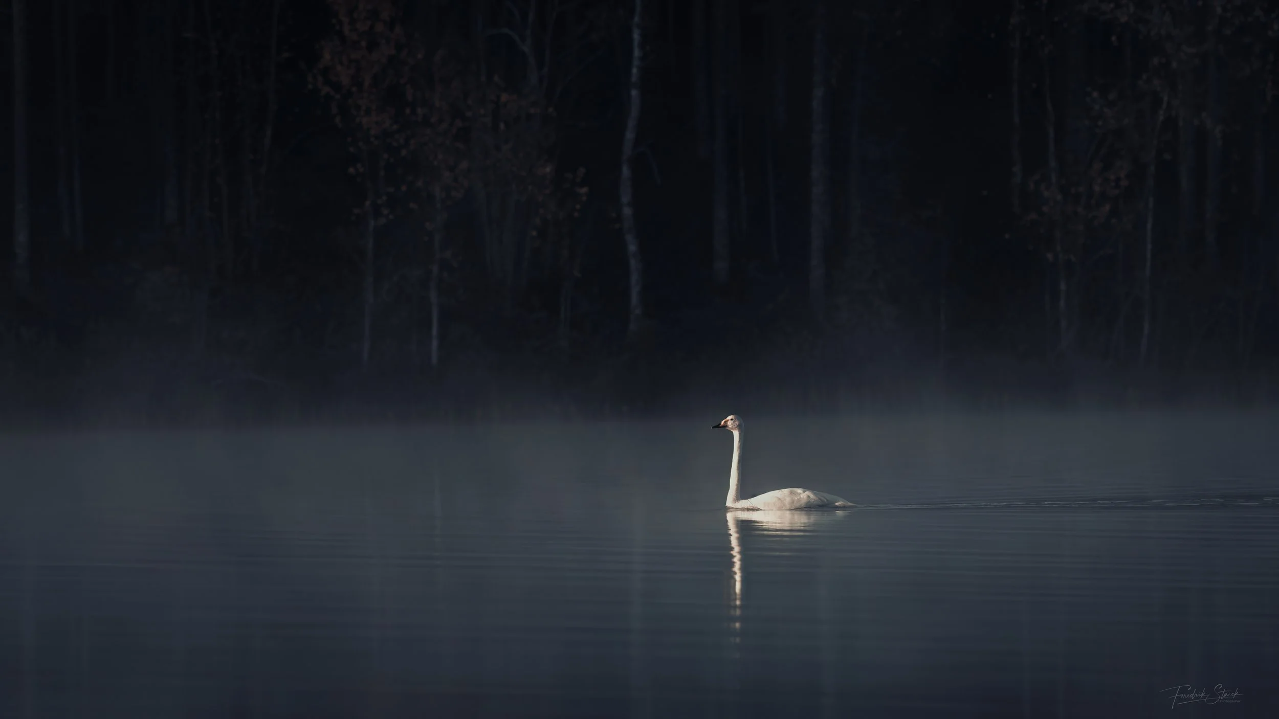 Sångsvanar ensam finland.jpg