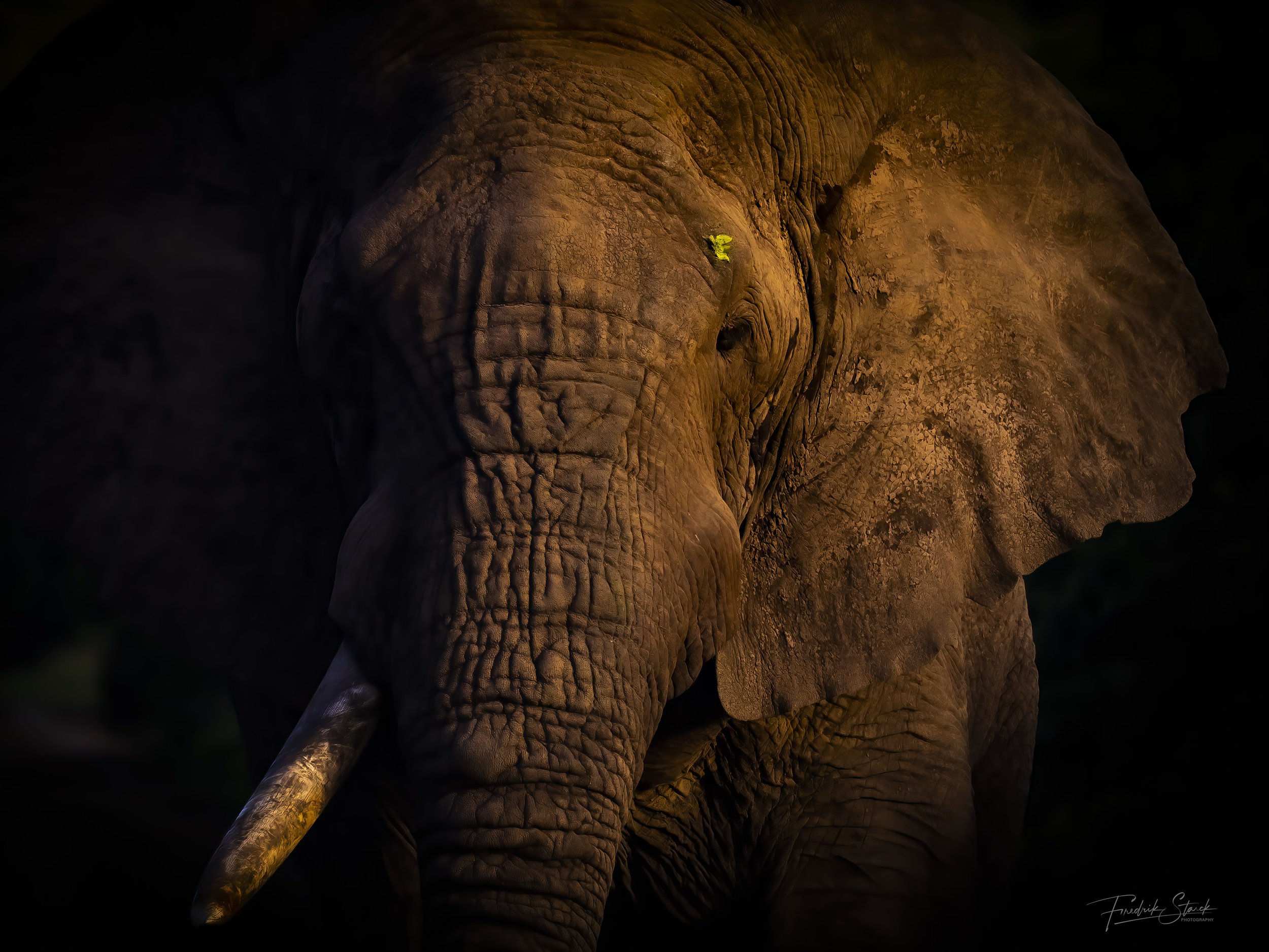 stevie the elephant
