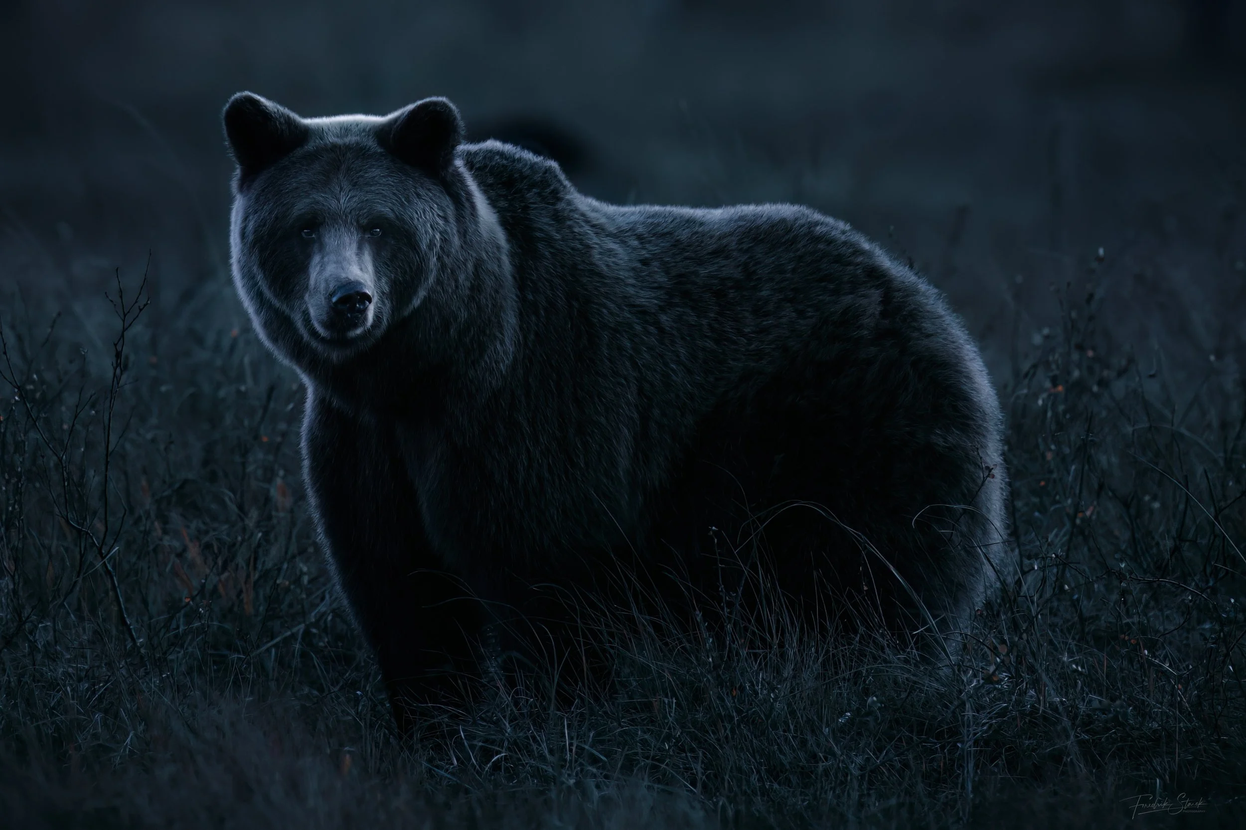 brown bear in the moon light .jpg