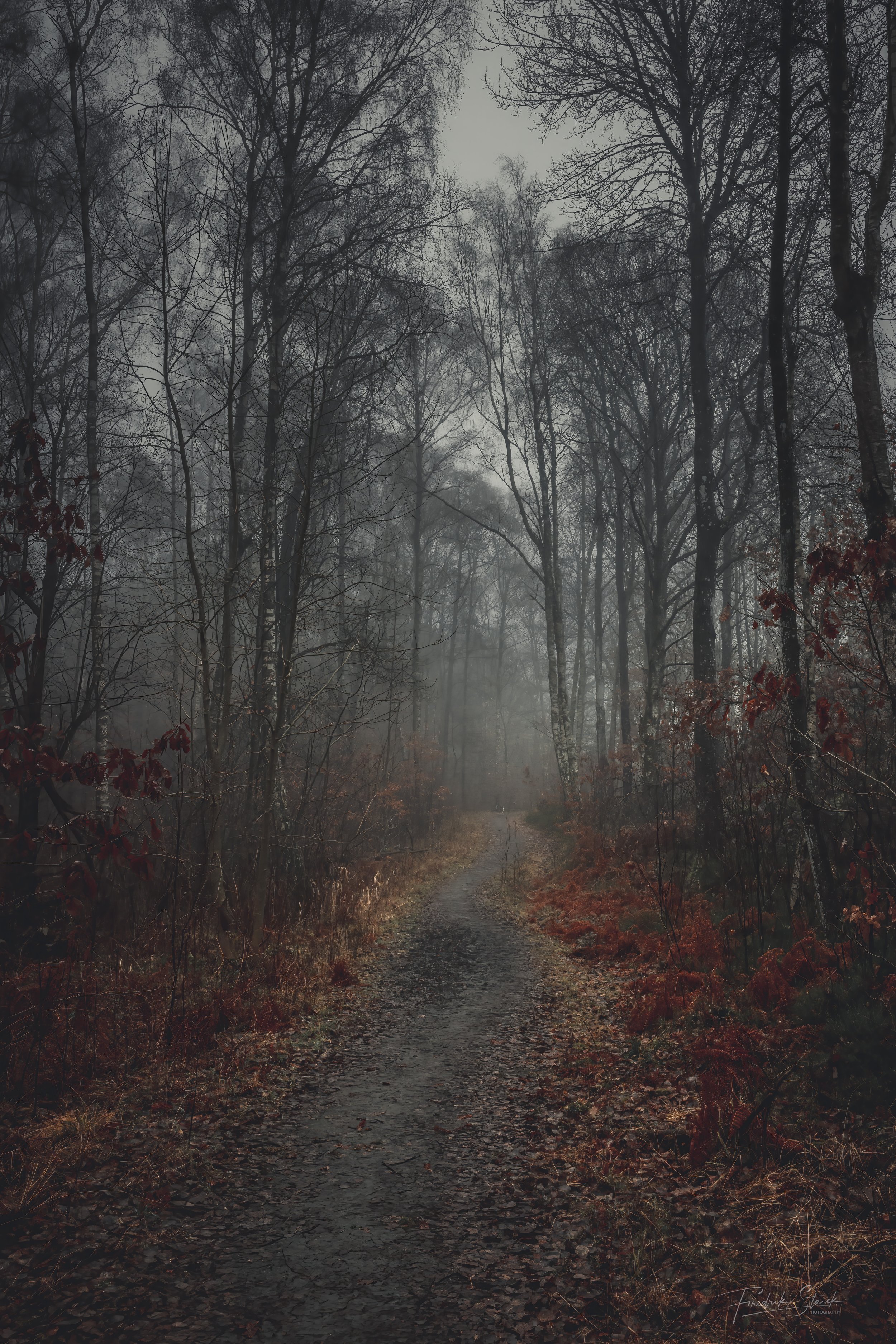 path in the mist