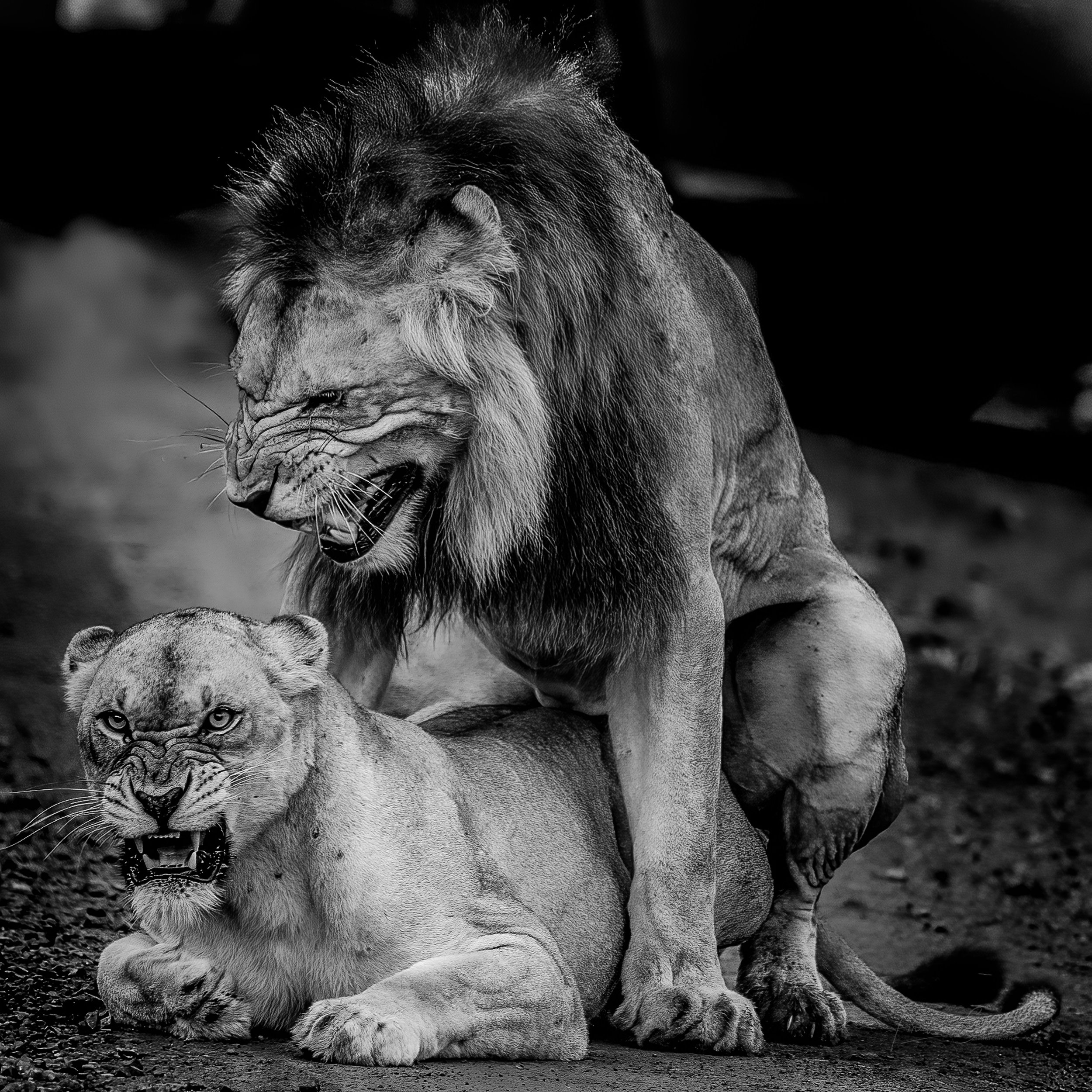 lions mating
