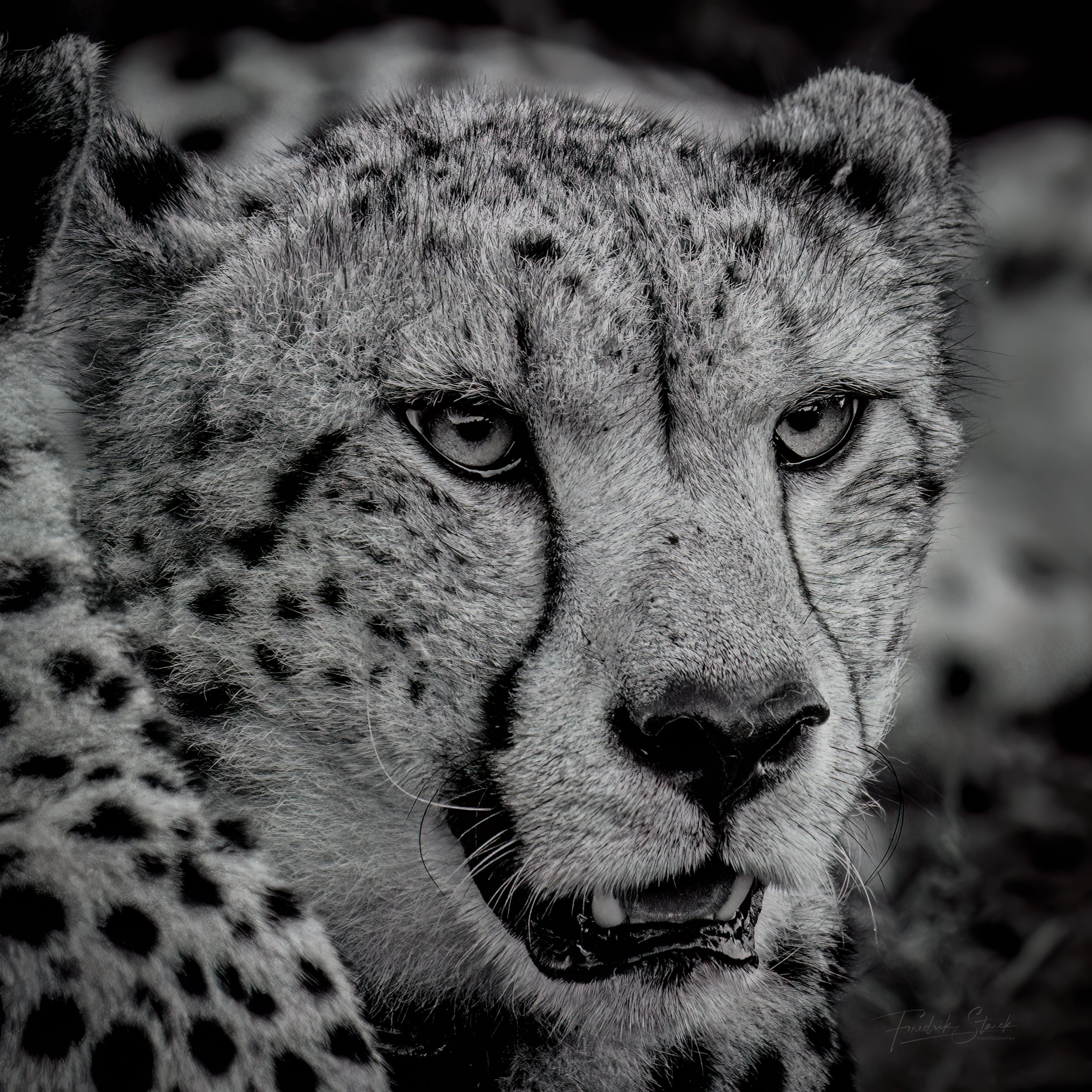 leopard