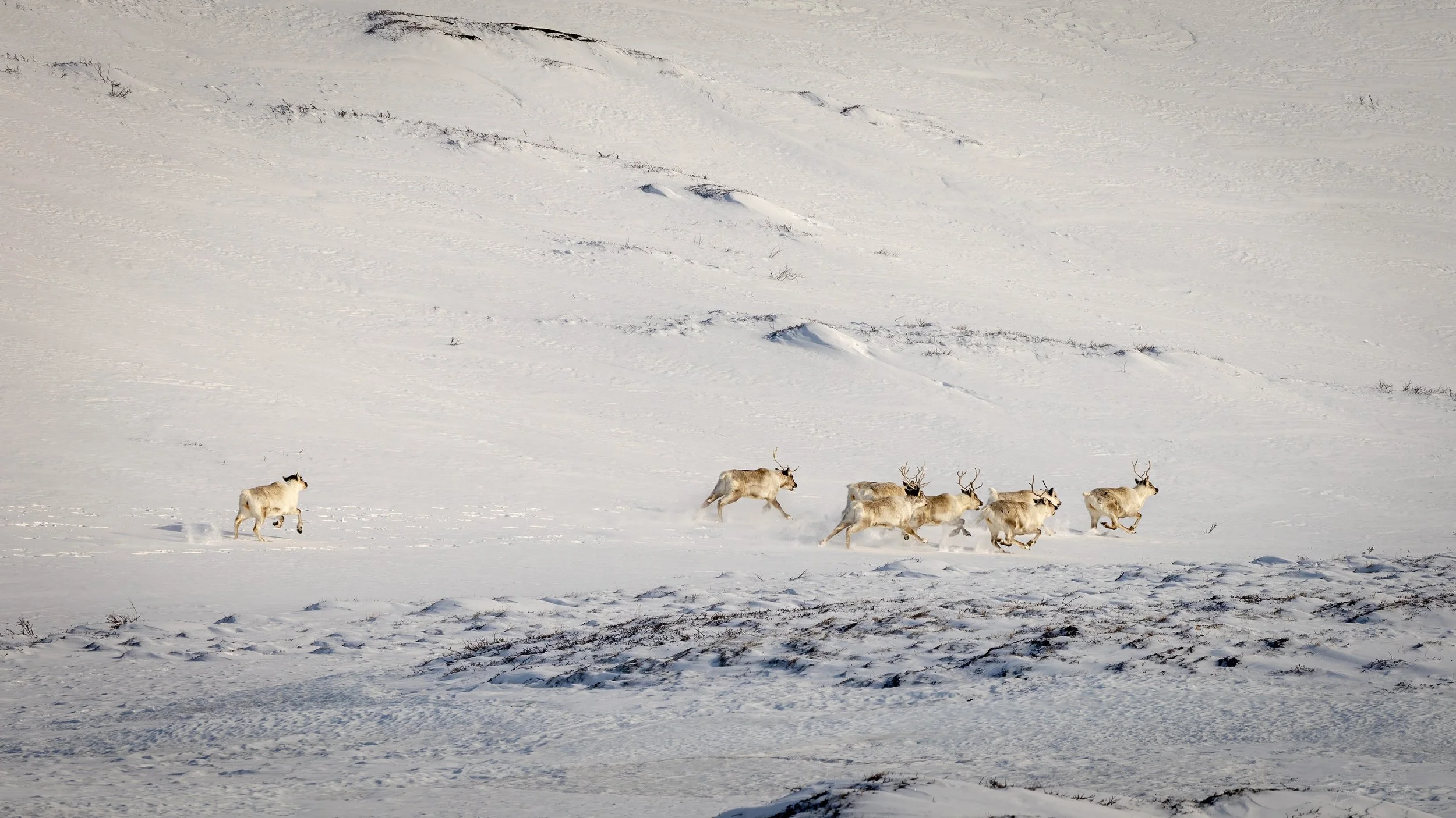 reindeer on therun greenland .jpg