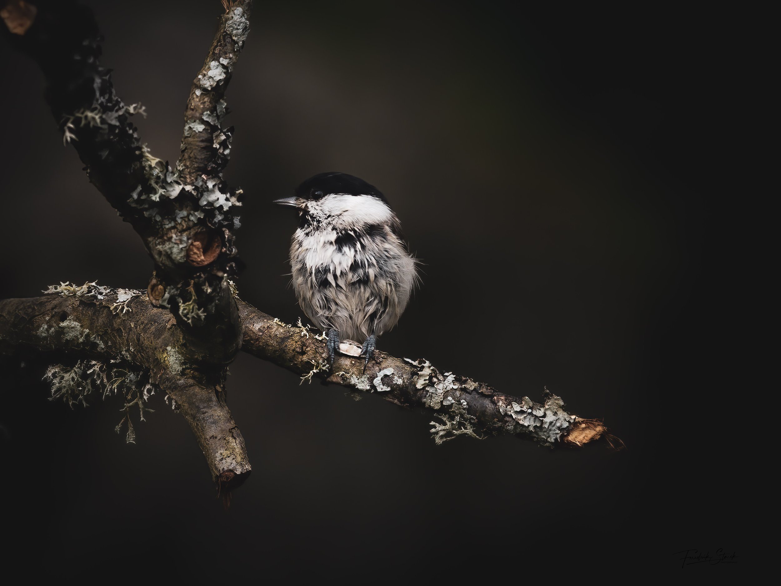 willow tit in the rain 80% 200 ppi.jpg