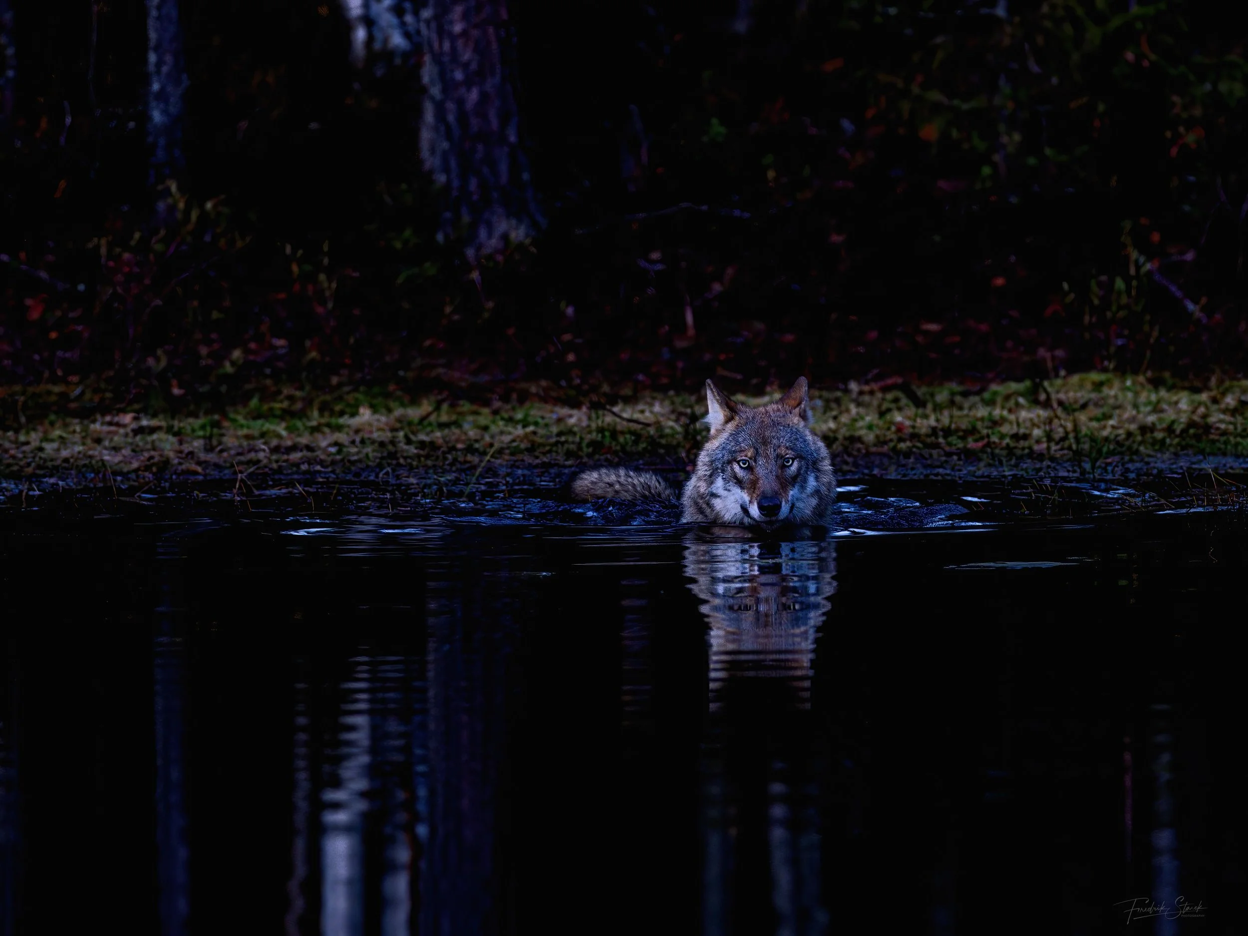 wolf swiming in the dark .jpg