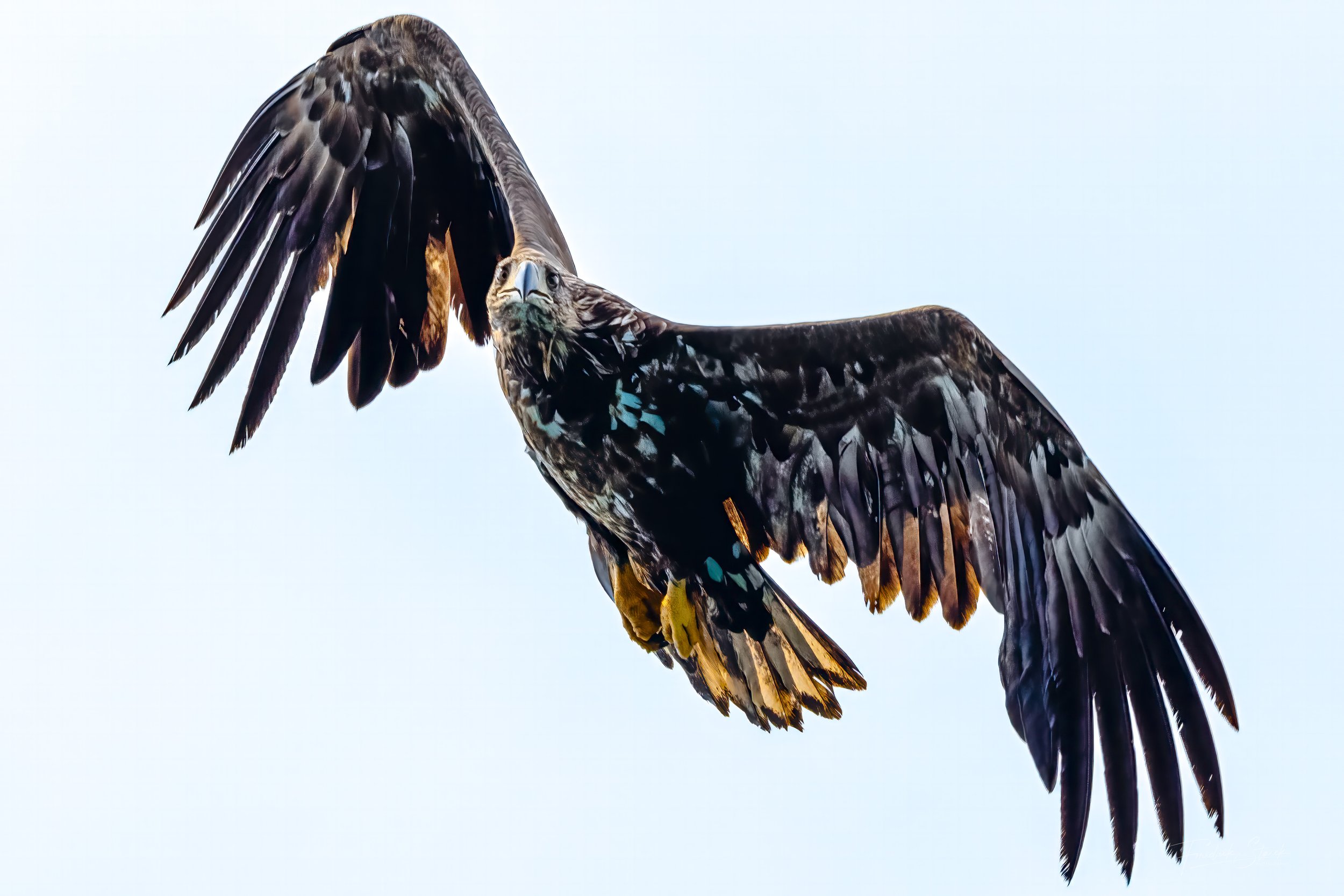 lofoten eagle turning left_-6.jpg