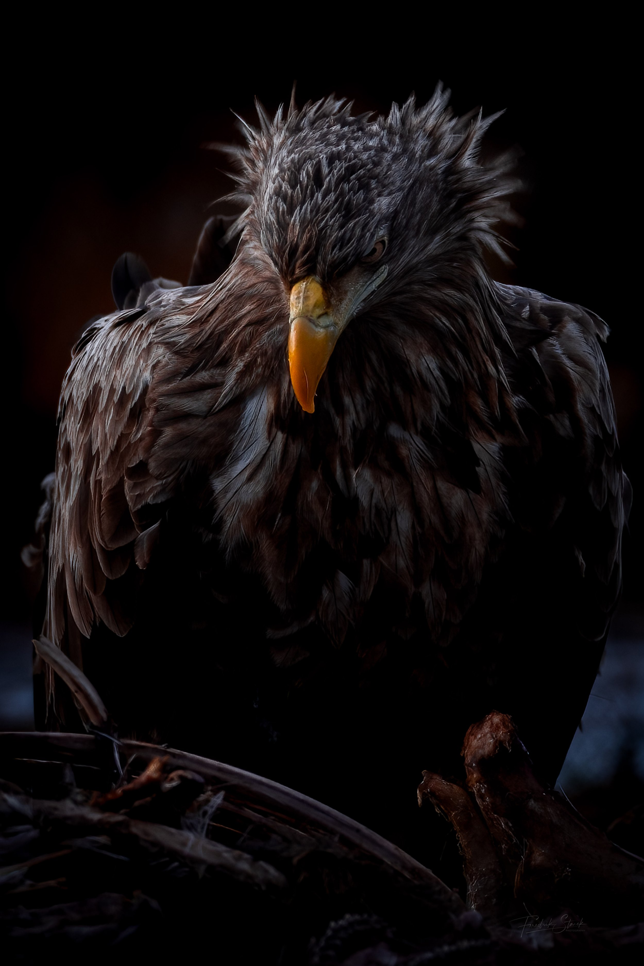 LIMITED EDITION white-tailed eagle protecting the prey / sweden