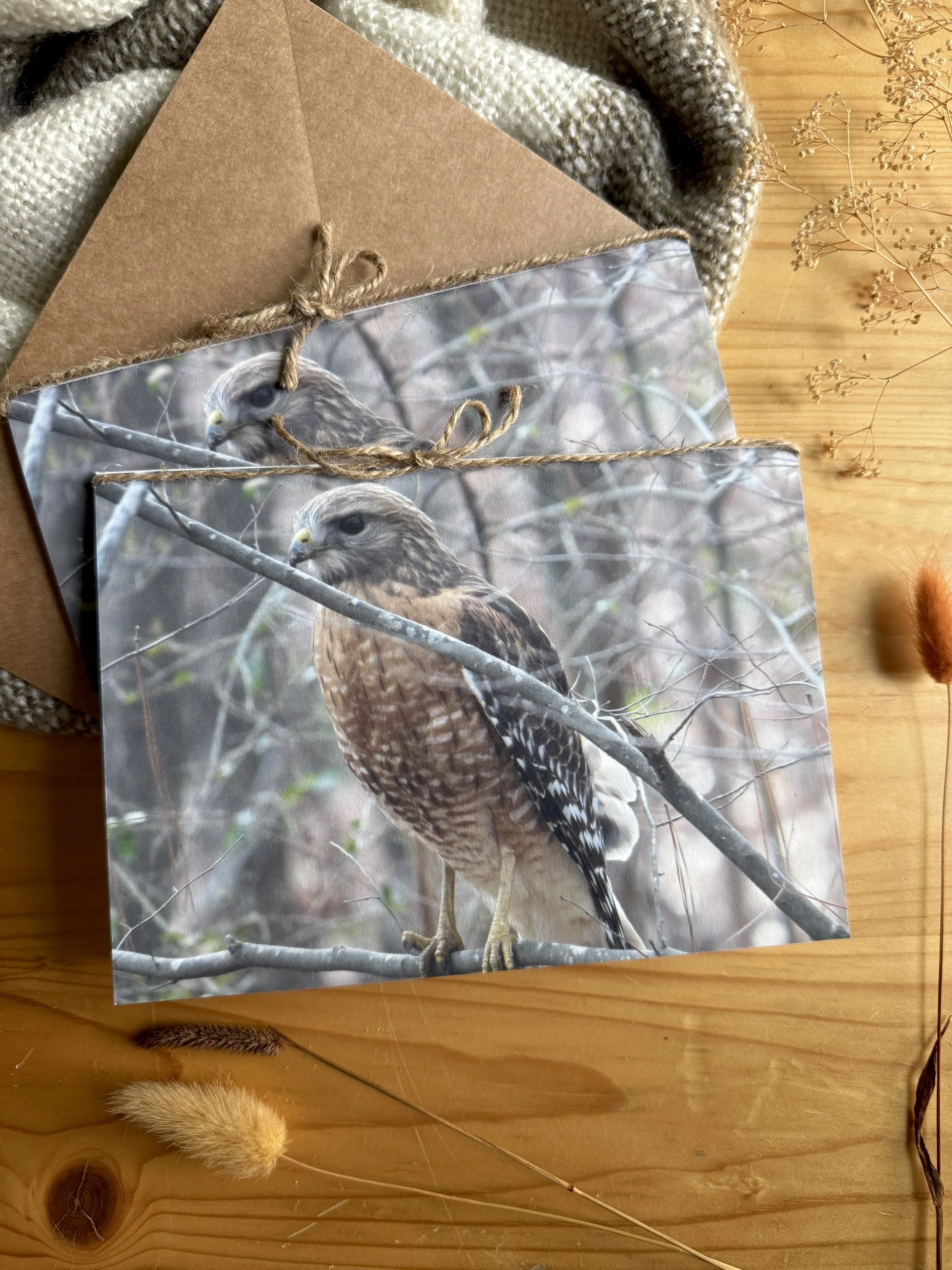 Majestic Messenger: Red-Shouldered Hawk