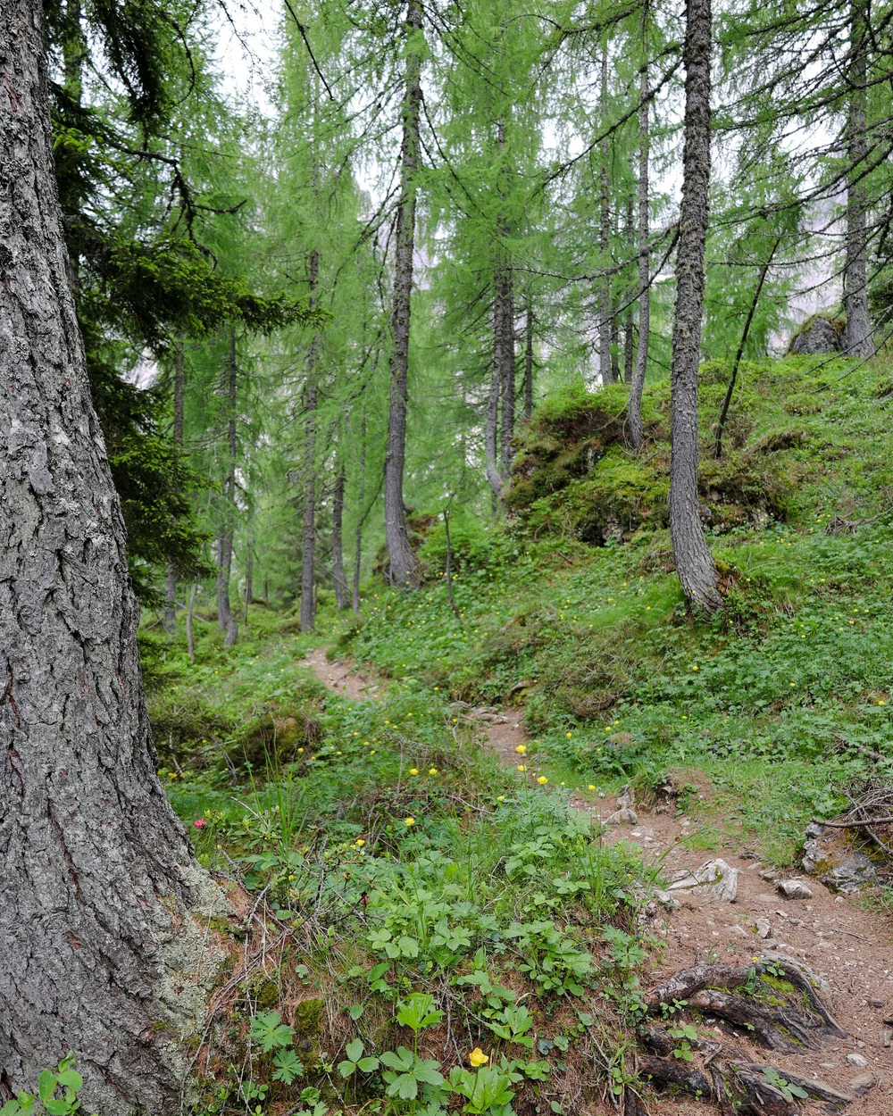 Italian Dolomites: Rotwand Croda Rossa