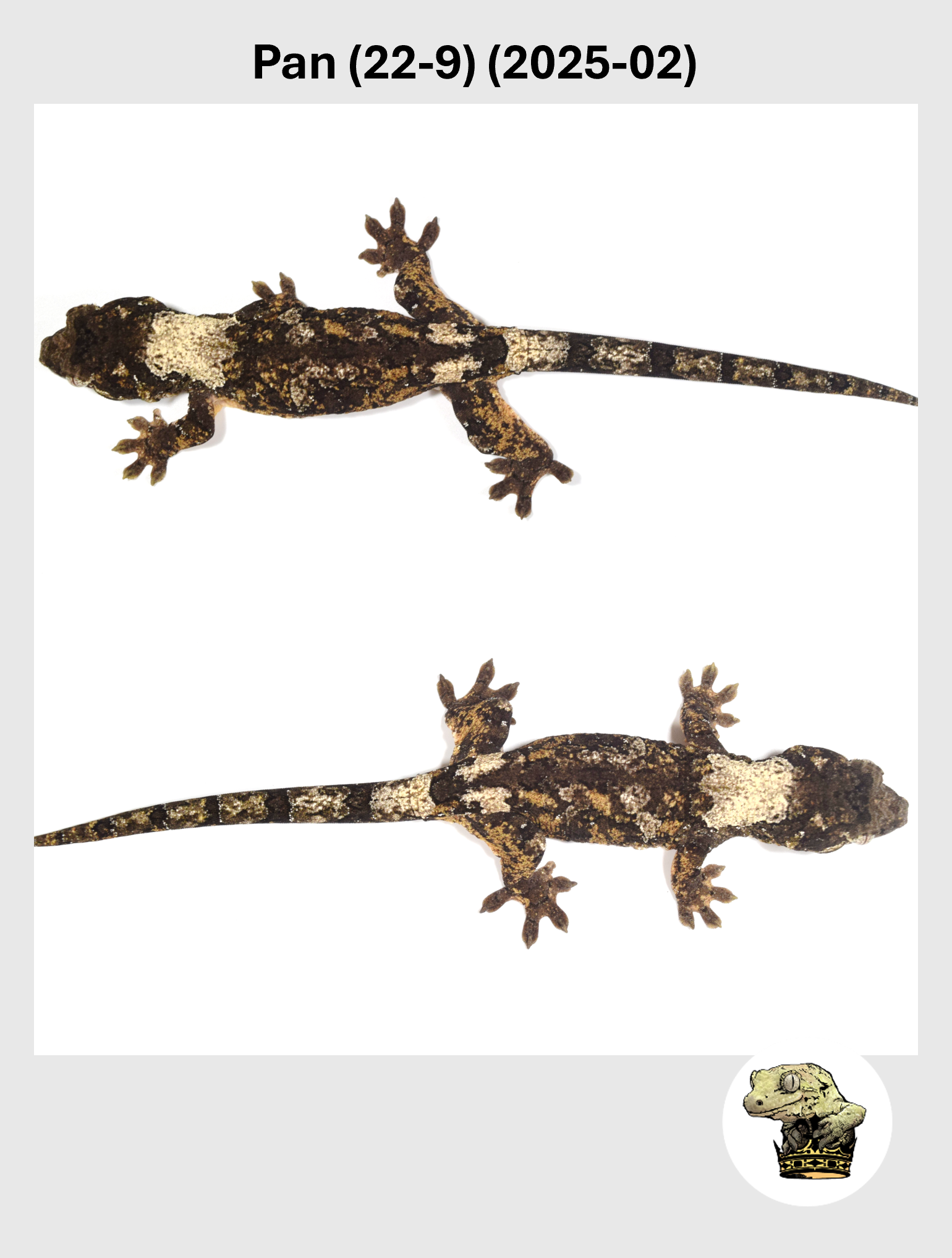 White Striping Male*! Pan (22-9) (2025-04)