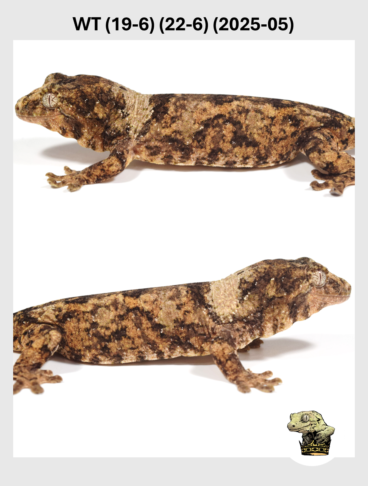 WT (19-6) (22-6) (2025-05) (2026-01-20) (2) SQSP.png