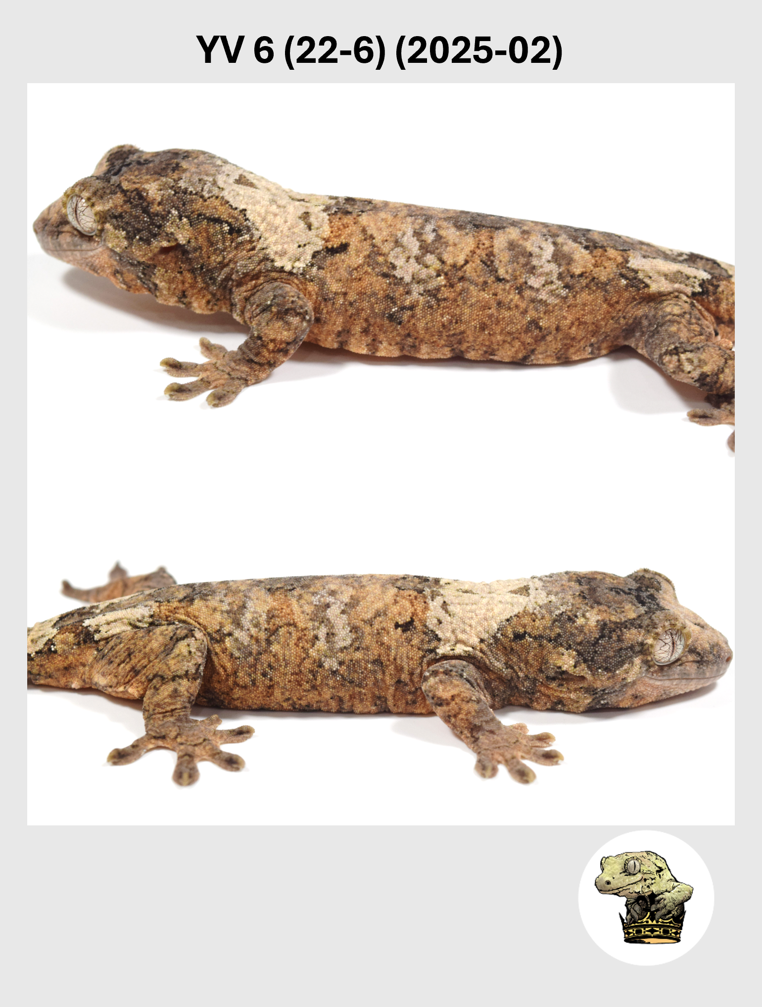 YV 6 (22-6) (2025-02) (2026-03-04) (2) SQSP.png