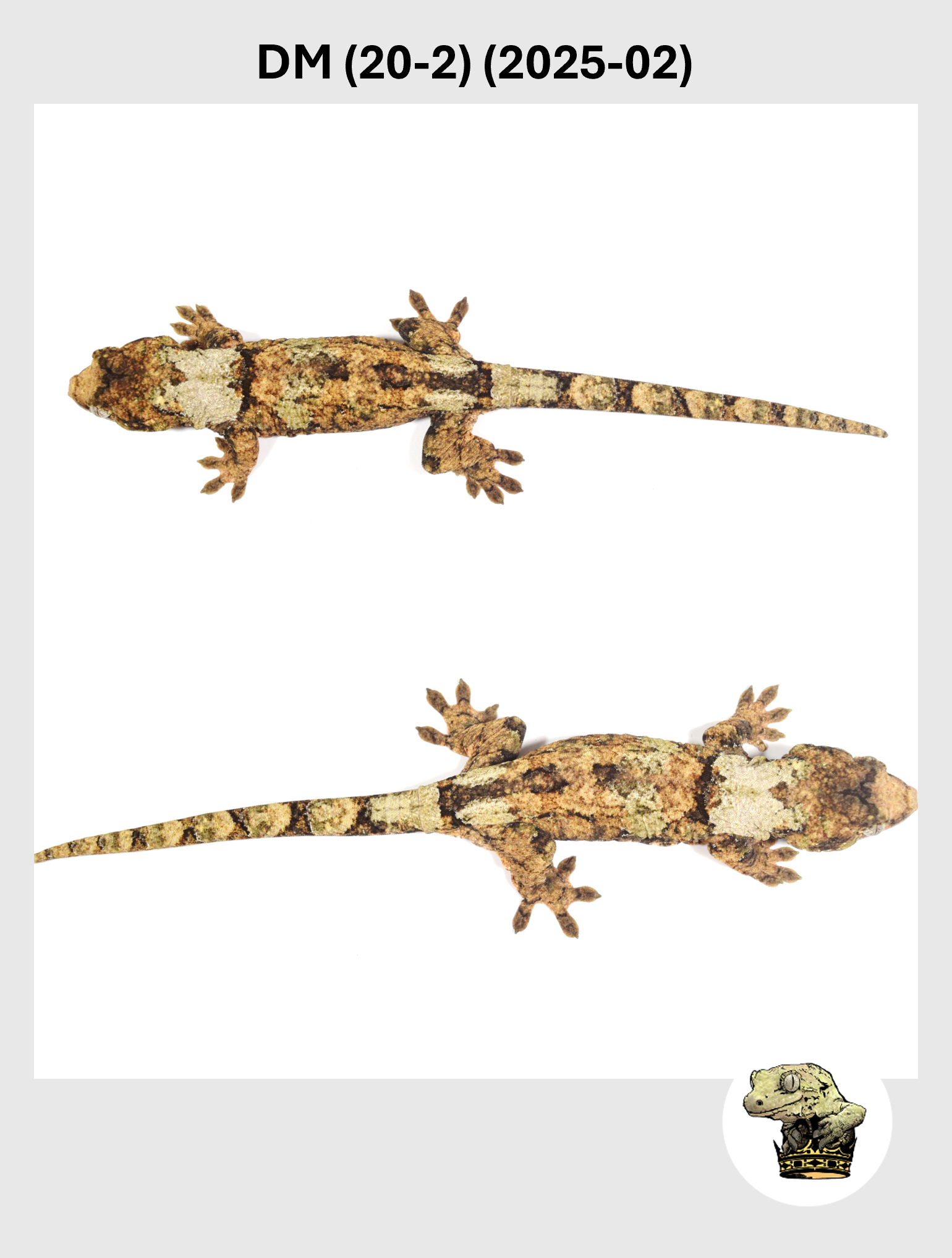 DM (20-2) (2025-02) (2026-01-06) (3) SQSP.png