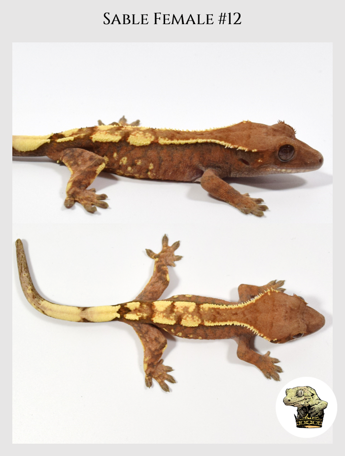 Crested Gecko (6).png