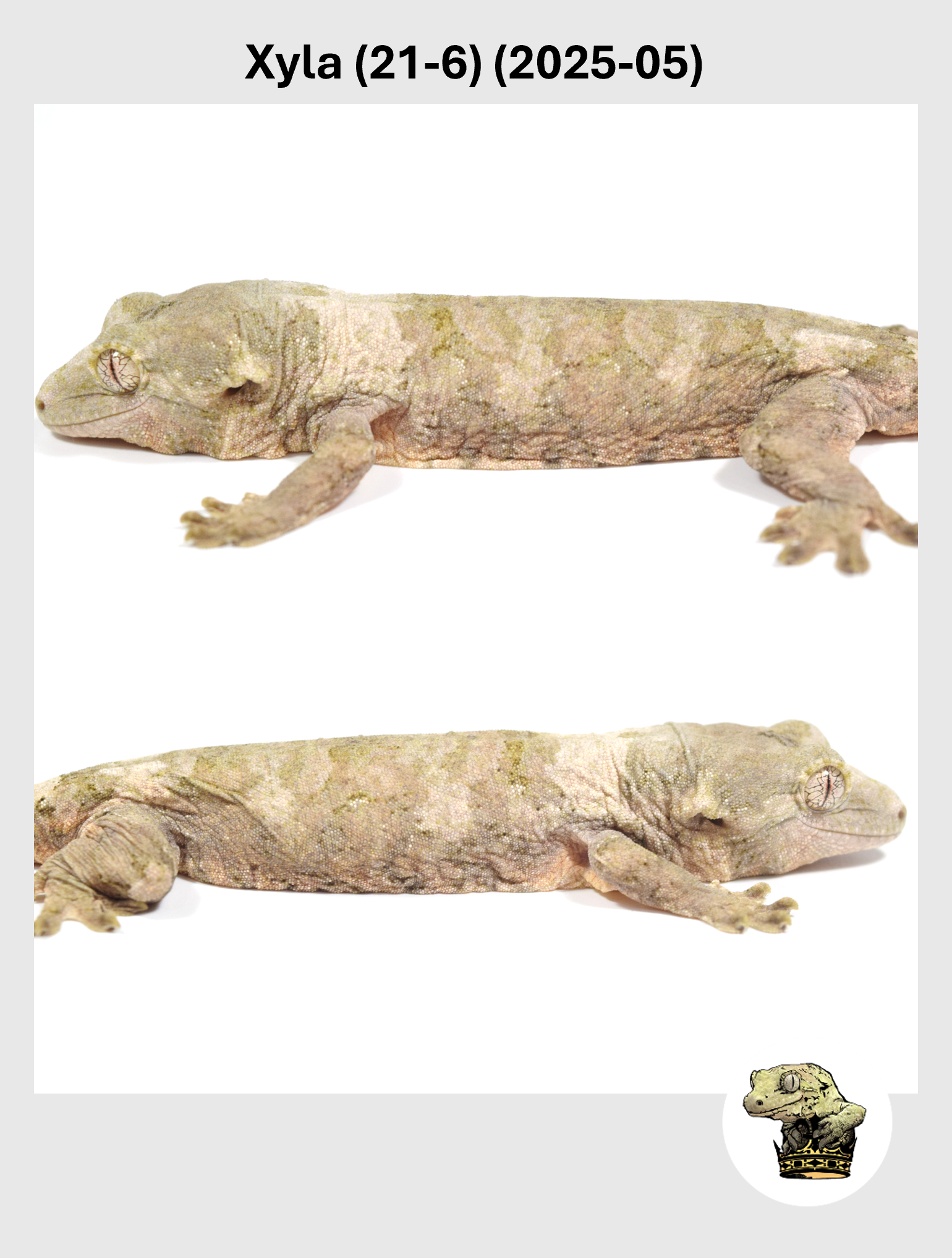 Xyla (21-6) (2025-05) (2026-01-20) (4) SQSP.png