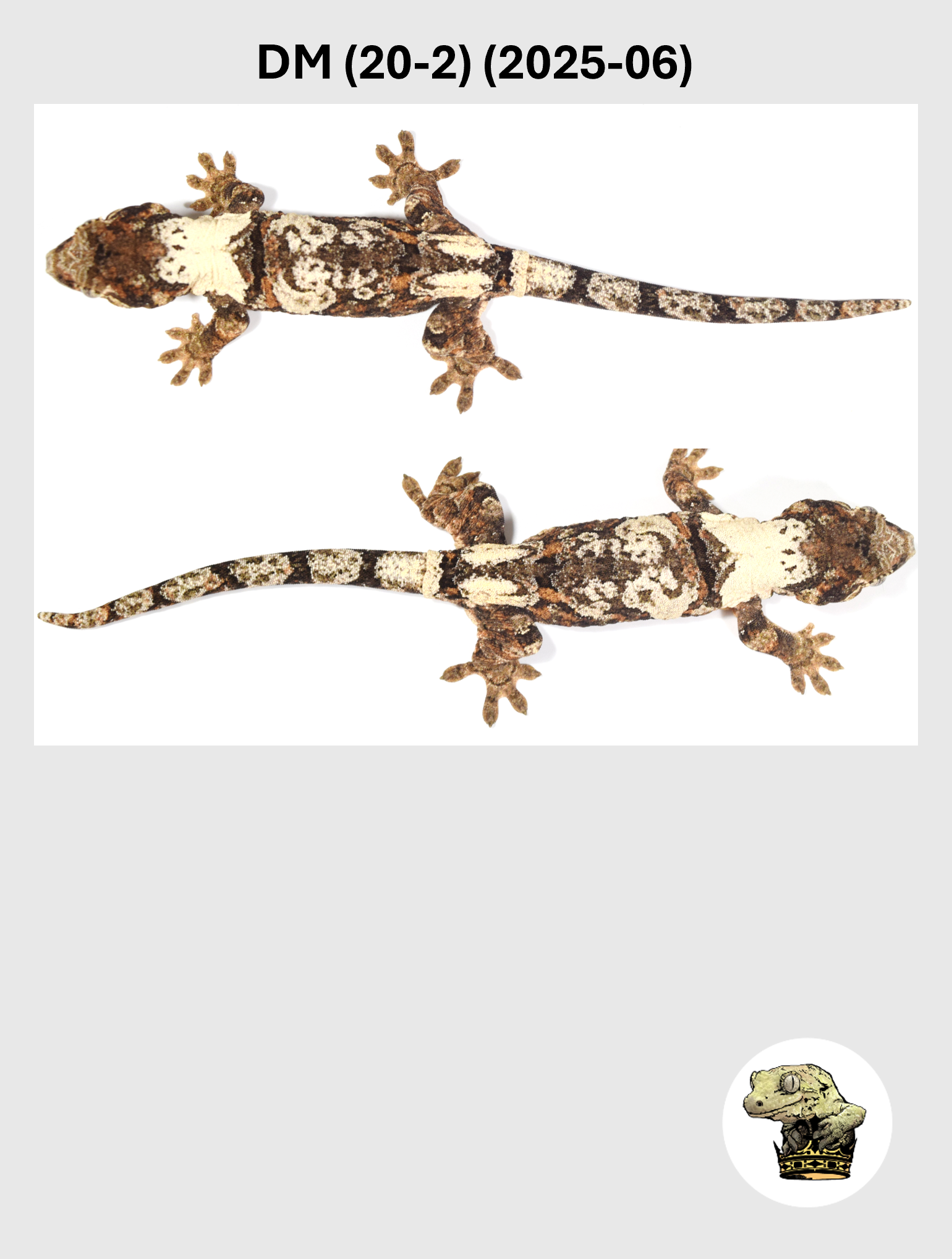 DM (20-2) (2025-06) (2026-03-25) (2) SQSP.png