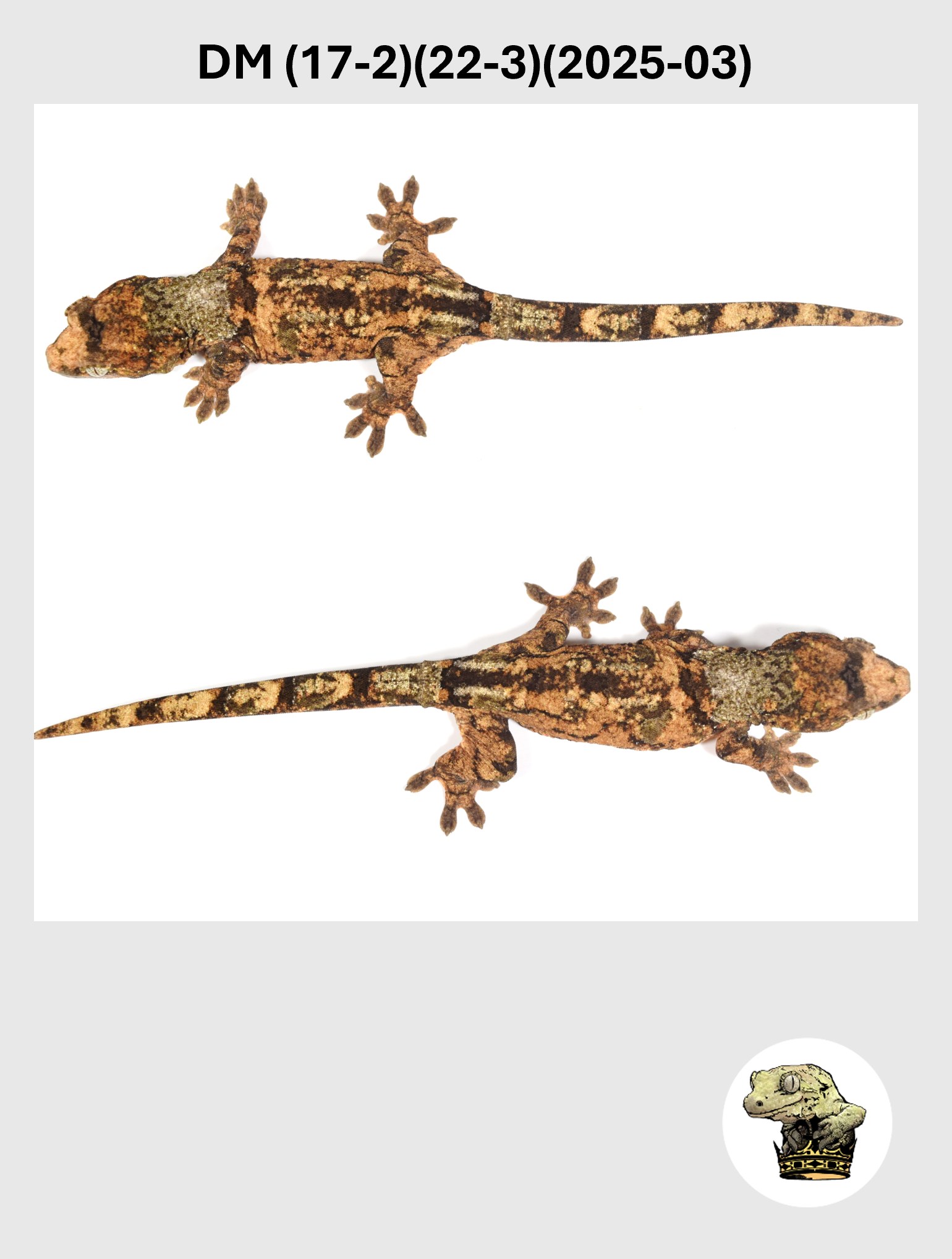 DM (17-2)(22-3)(2025-03) (2026-02-10) (3) SQSP.png