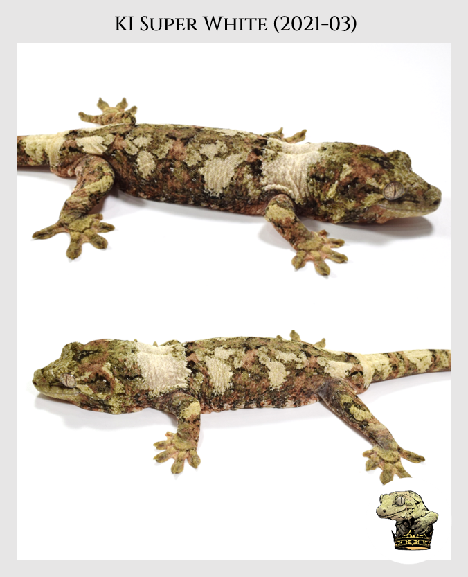 21 - Sire - KI Super White (2021-03) (2022-05-01) (2).png