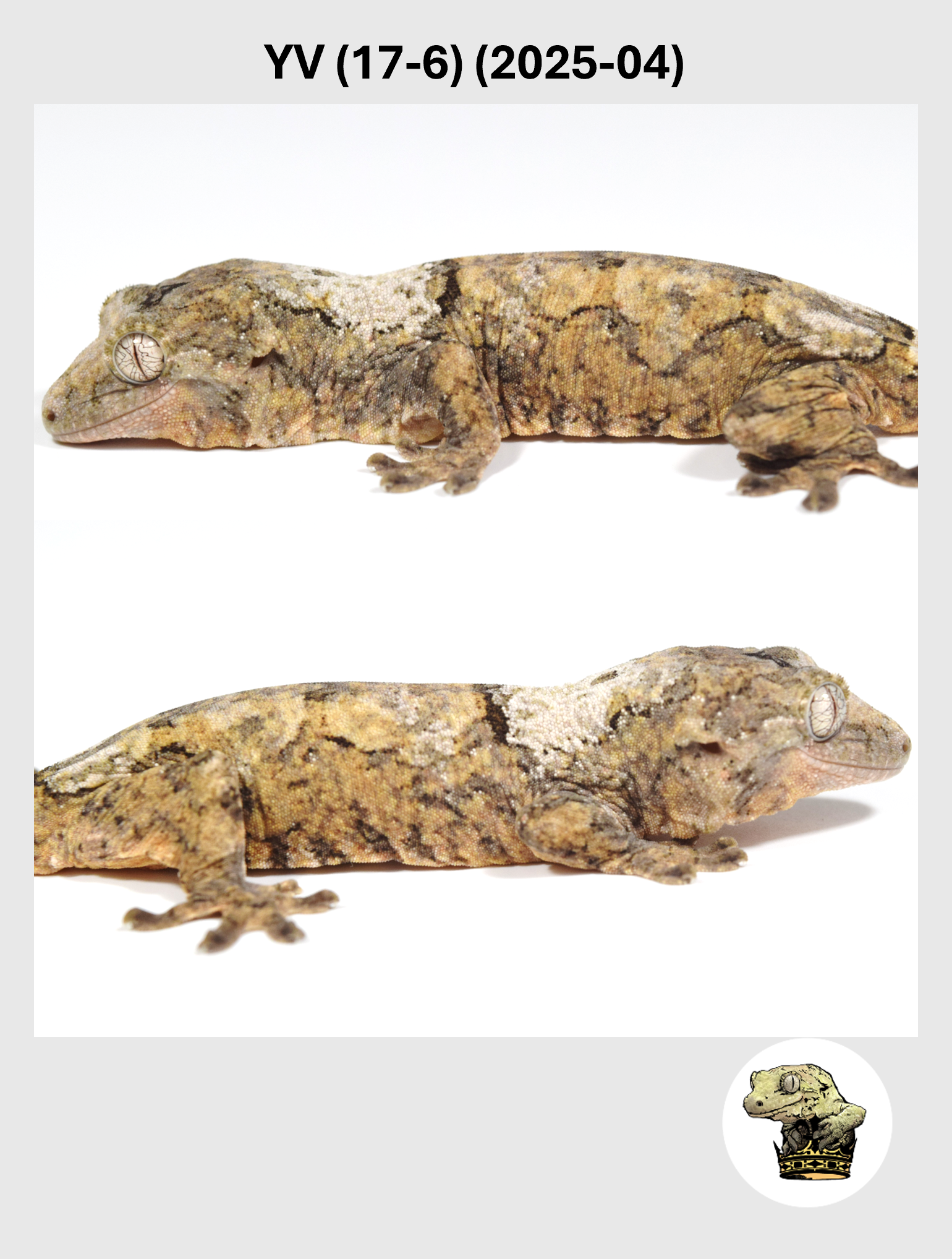 YV (17-6) (2025-04) (2026-02-25) (4) SQSP.png