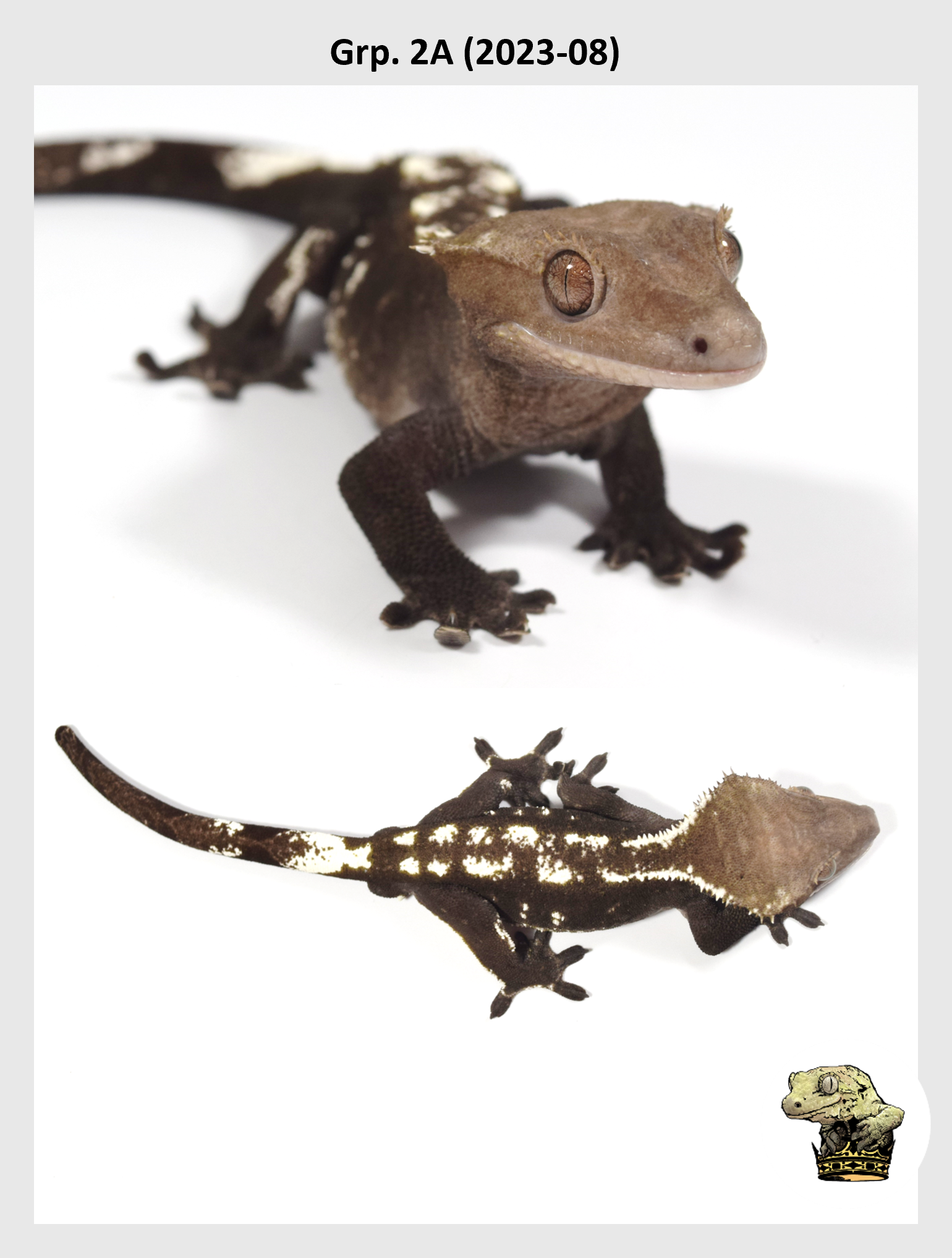 SQSP Grp. 2A (2023-08) (2024-11-06) (1).png