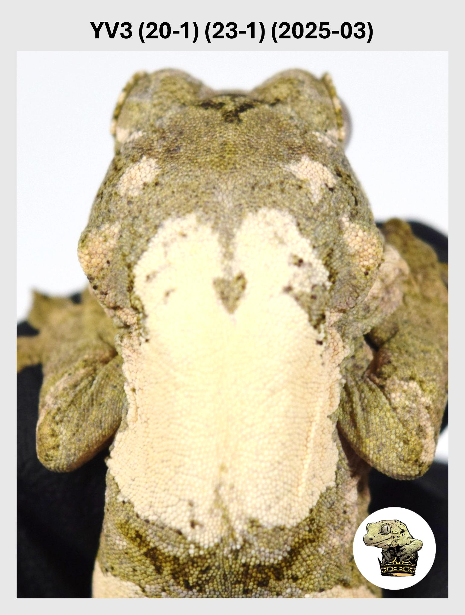 YV3 (20-1) (23-1) (2025-03) (2025-12-22) (1) SQSP.png