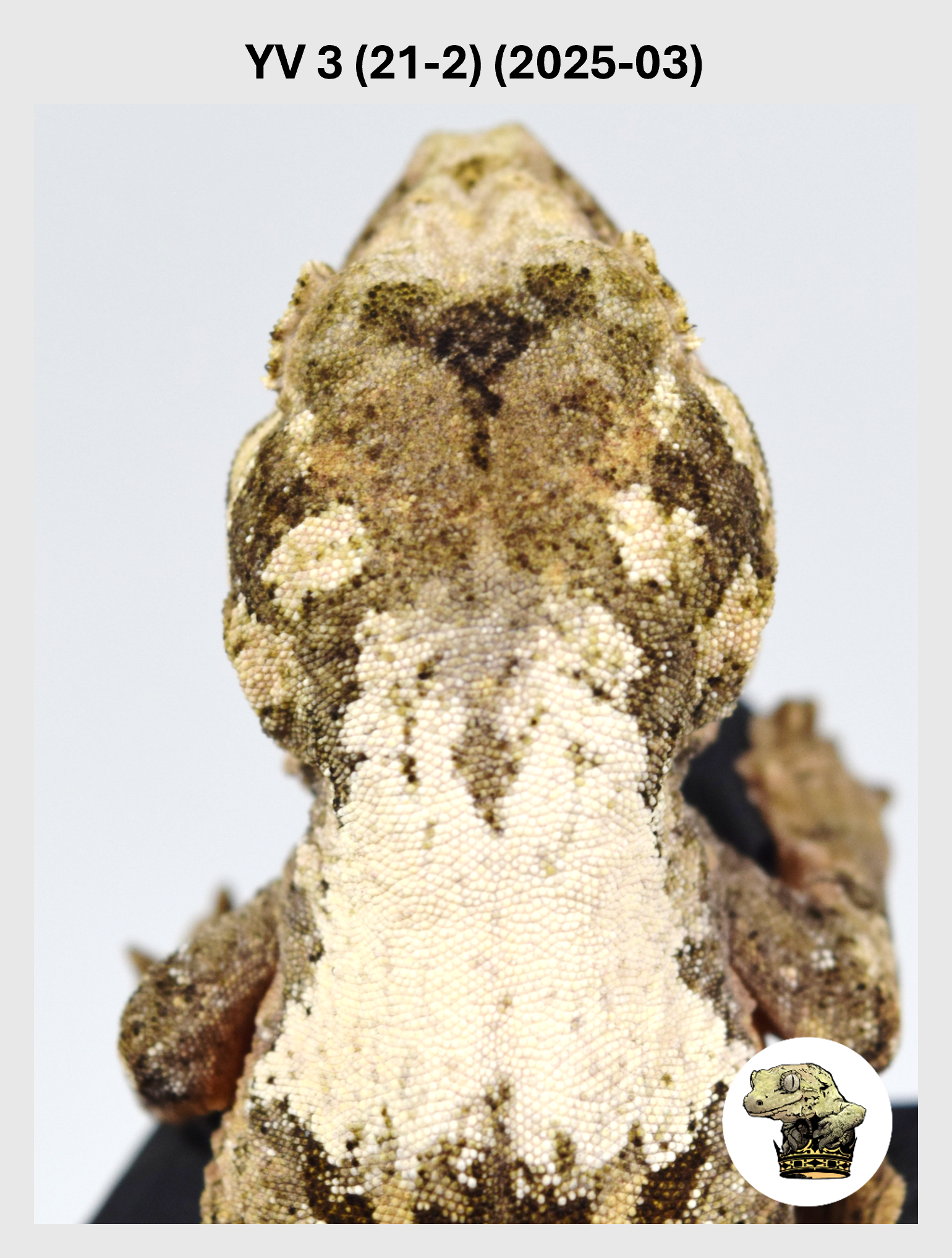 YV 3 (21-2) (2025-03) (2026-02-25) (1) SQSP.png