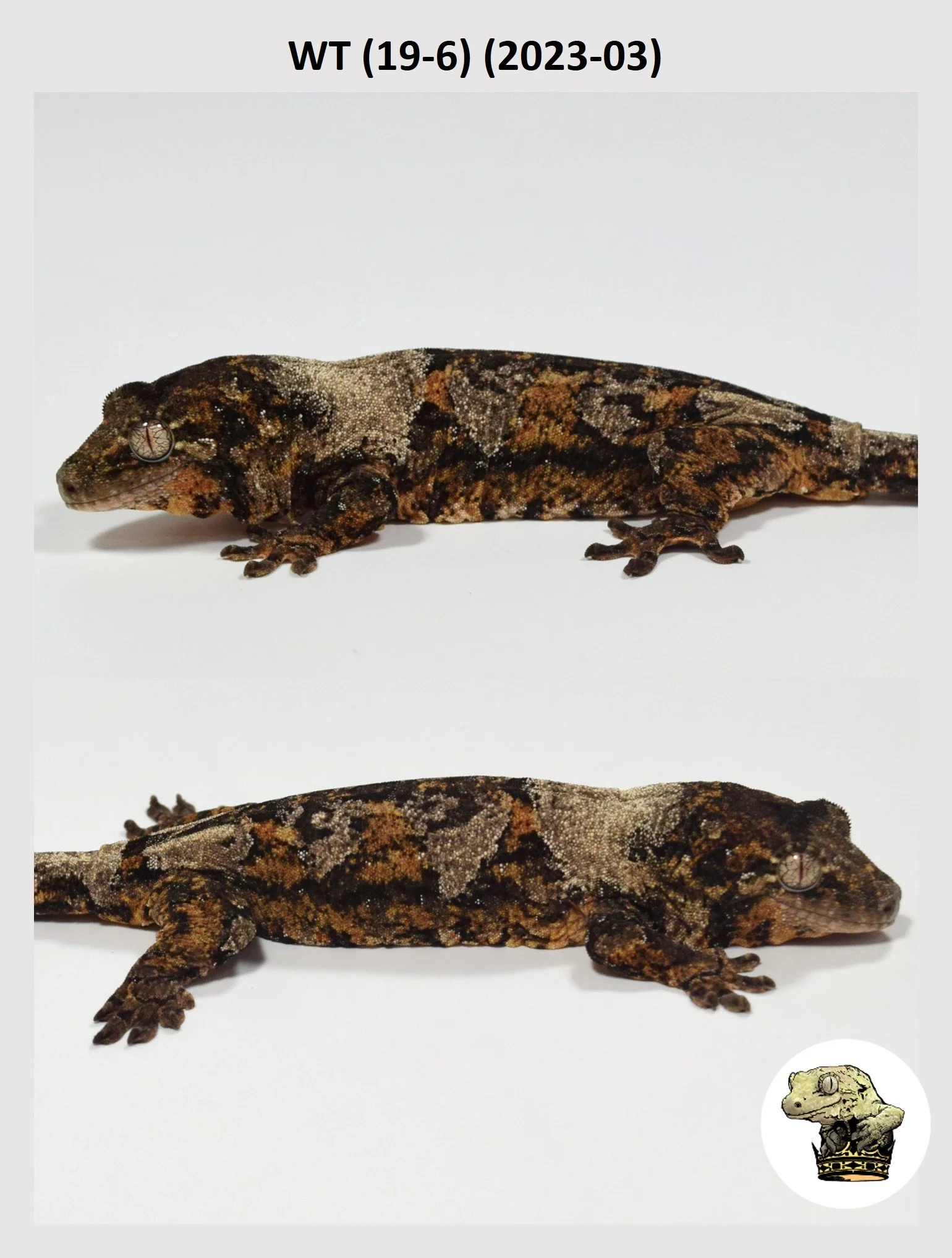 WT (19-6) (2023-03) (2023-12-19) (2) SQSP.jpg