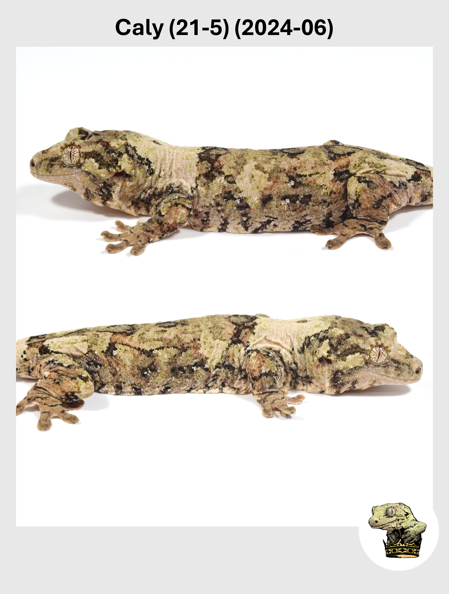 White Collar High White Line Female! Caly (21-5) (2024-06) — Troys Geckos
