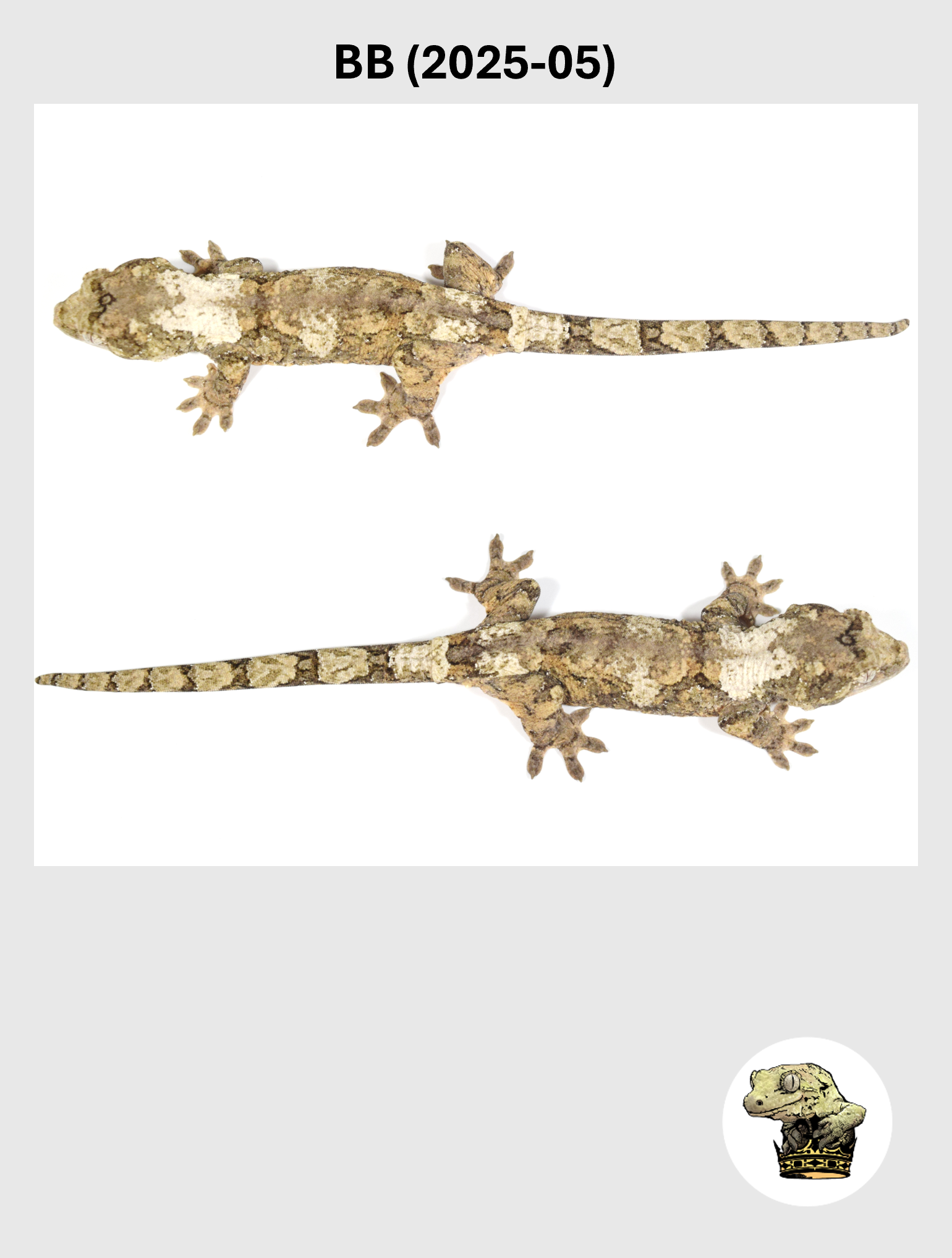 BB (2025-05) (2026-02-17) (3) SQSP.png