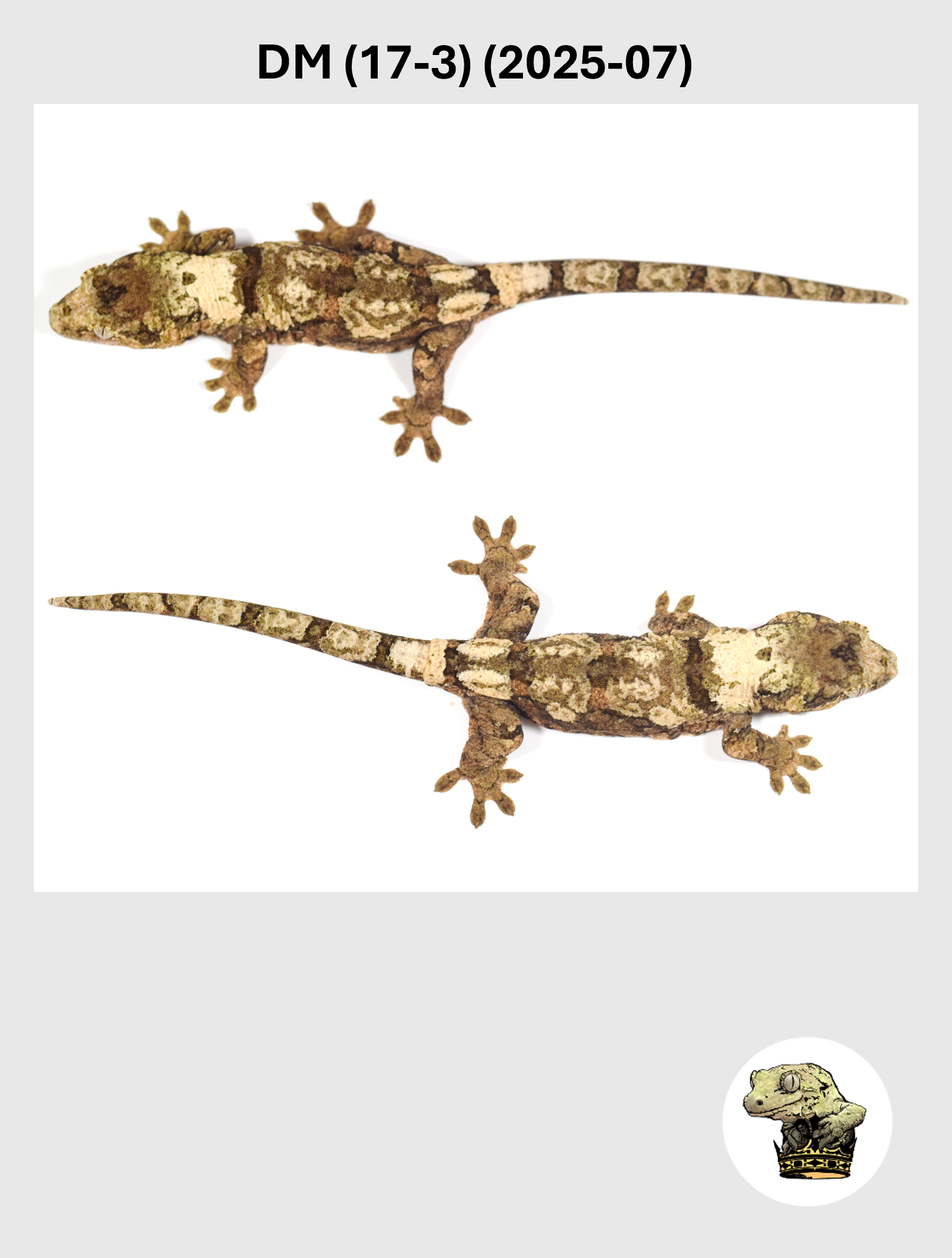 DM (17-3) (2025-07) (2026-03-04) (3) SQSP.png