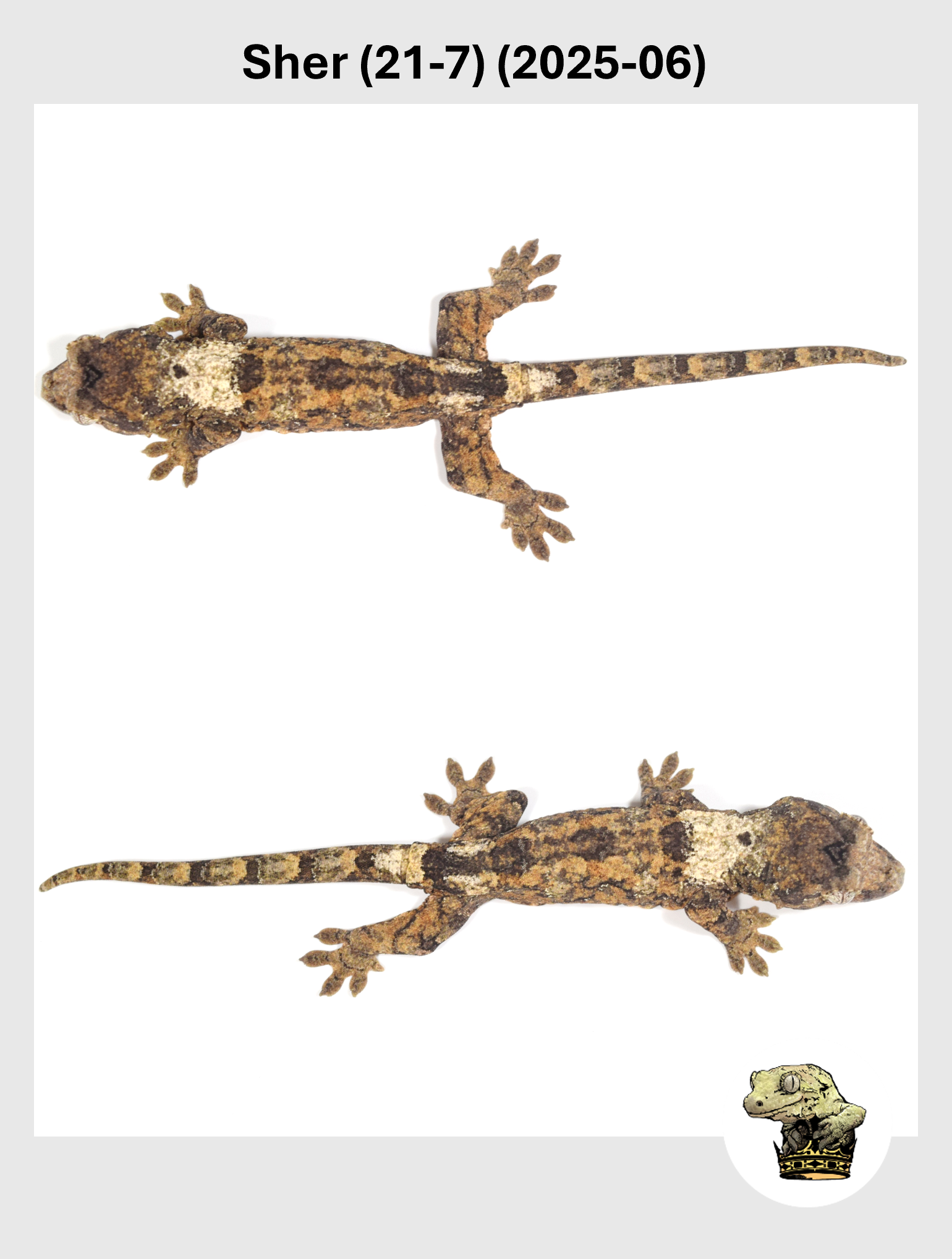 High White Line Male! Sher (21-7) (2025-06)