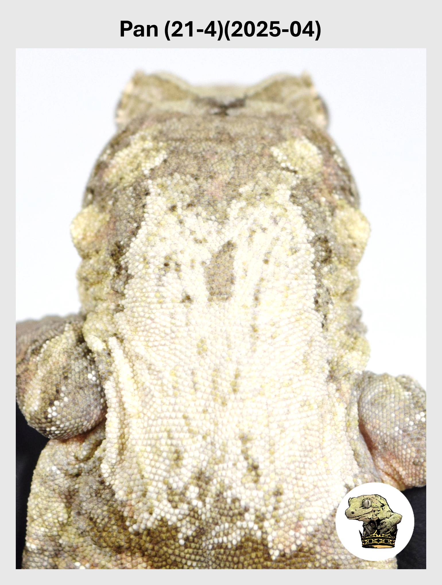 Pan (21-4)(2025-04) (2026-10-02) (1) SQSP.png