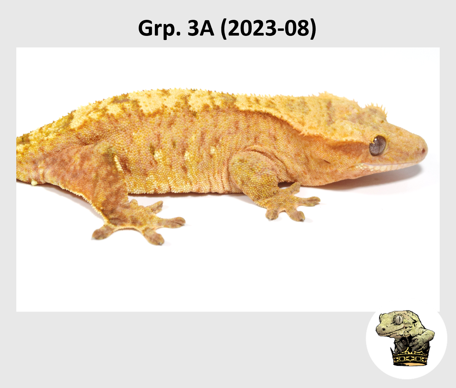 MM Grp. 3A (2023-08) (2024-03-05) (3).png