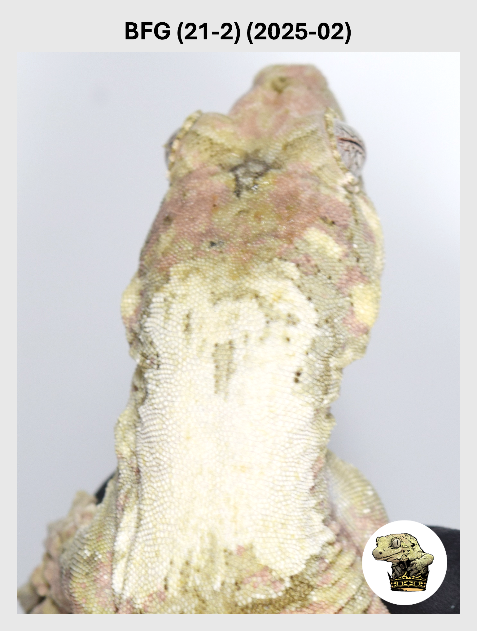 Super White Line Female! BFG (21-2) (2025-02)