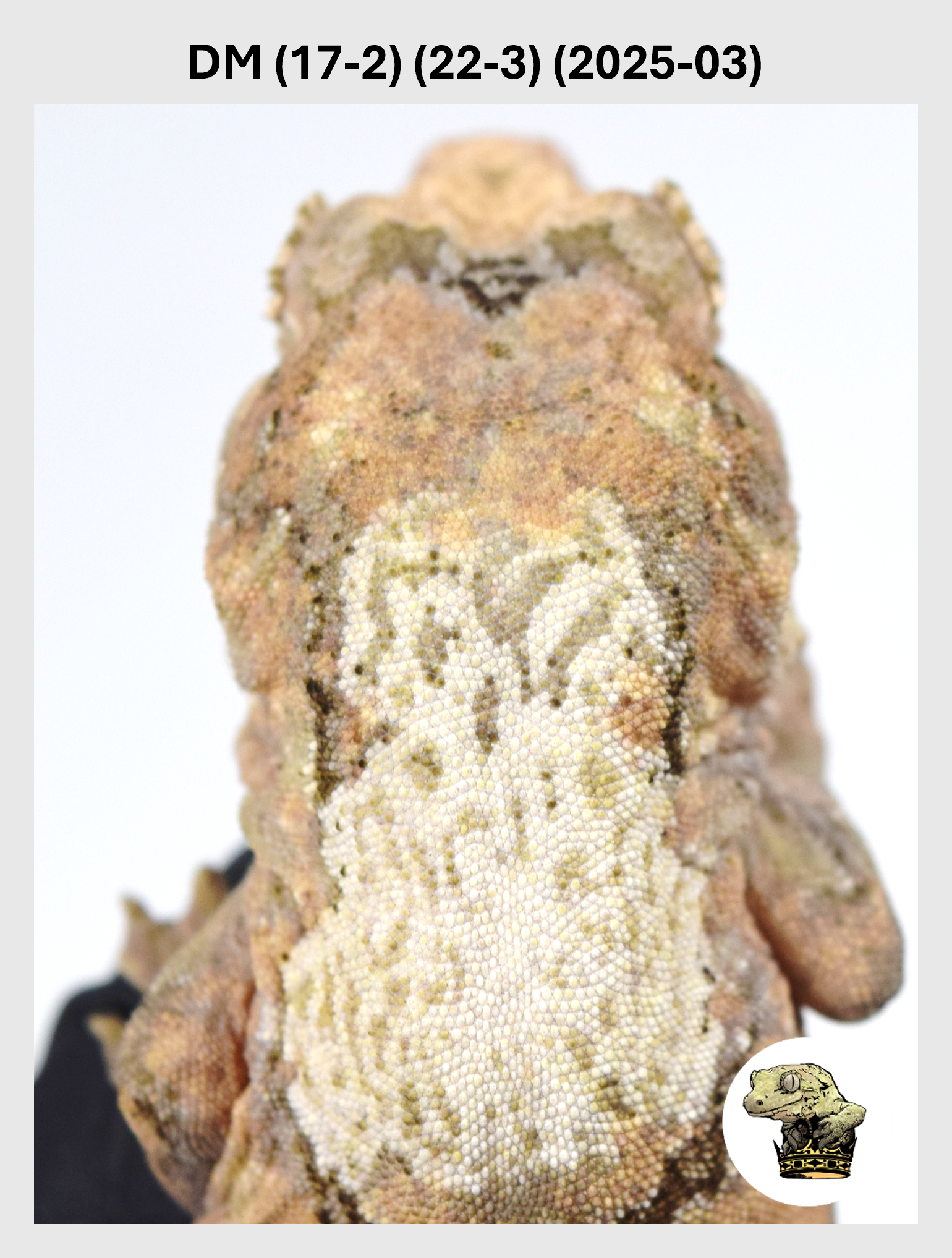 DM (17-2) (22-3) (2025-03) (2026-01-16) (1) SQSP.png