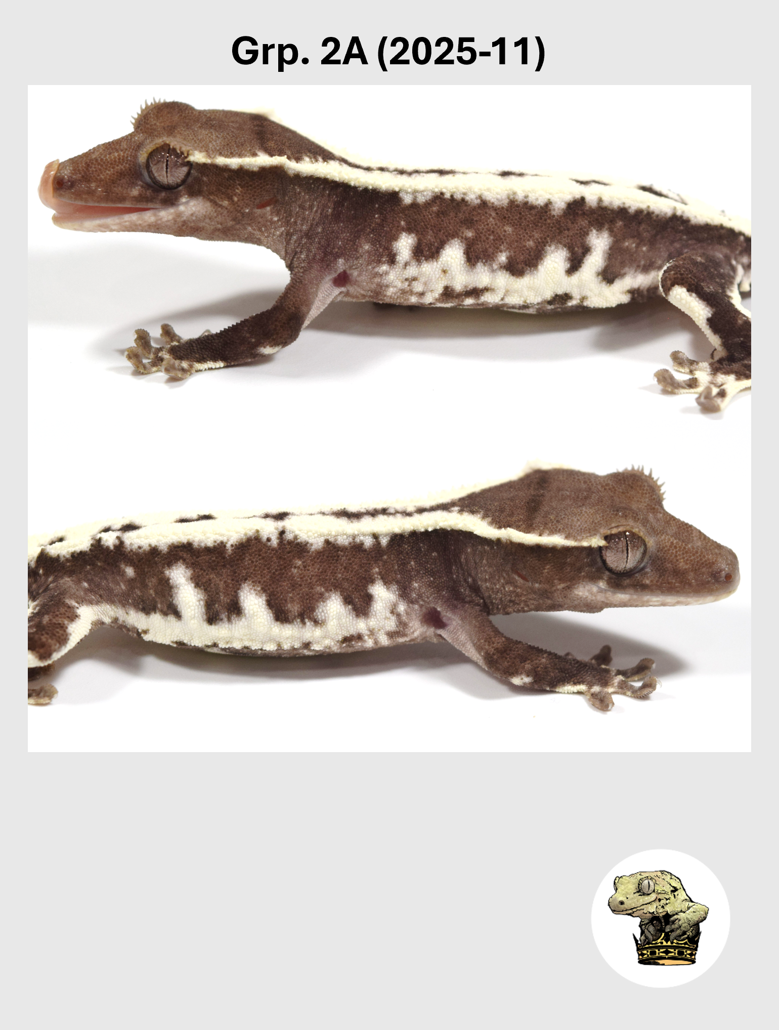 Grp. 2A (2025-11) (2026-04-22) (2) SQSP.png