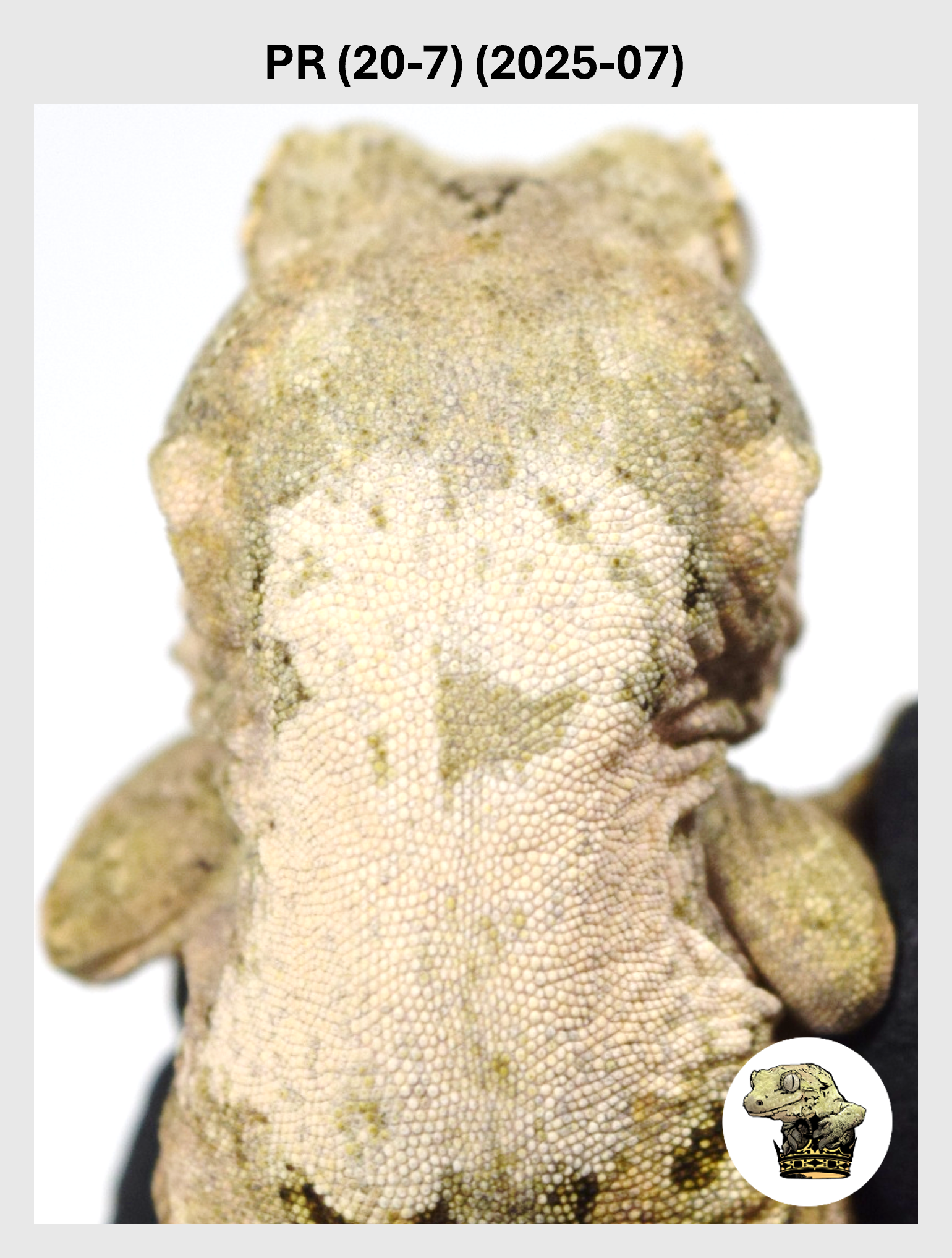 PR (20-7) (2025-07) (2025-12-16) (1) SQSP.png (Copy)