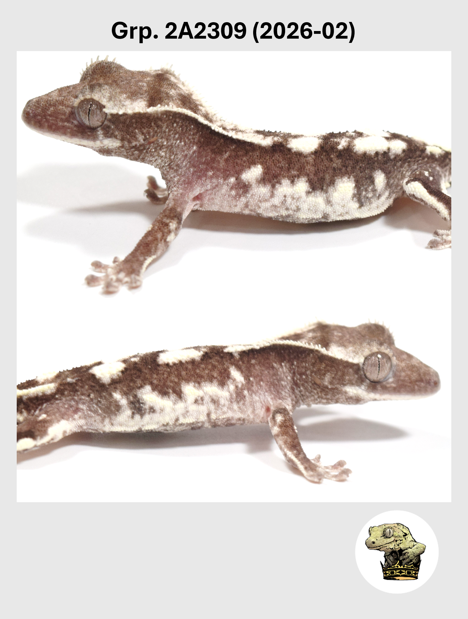 Visual Axanthic Lilly White Female* Crested Gecko! 2A2309 (2026-02)