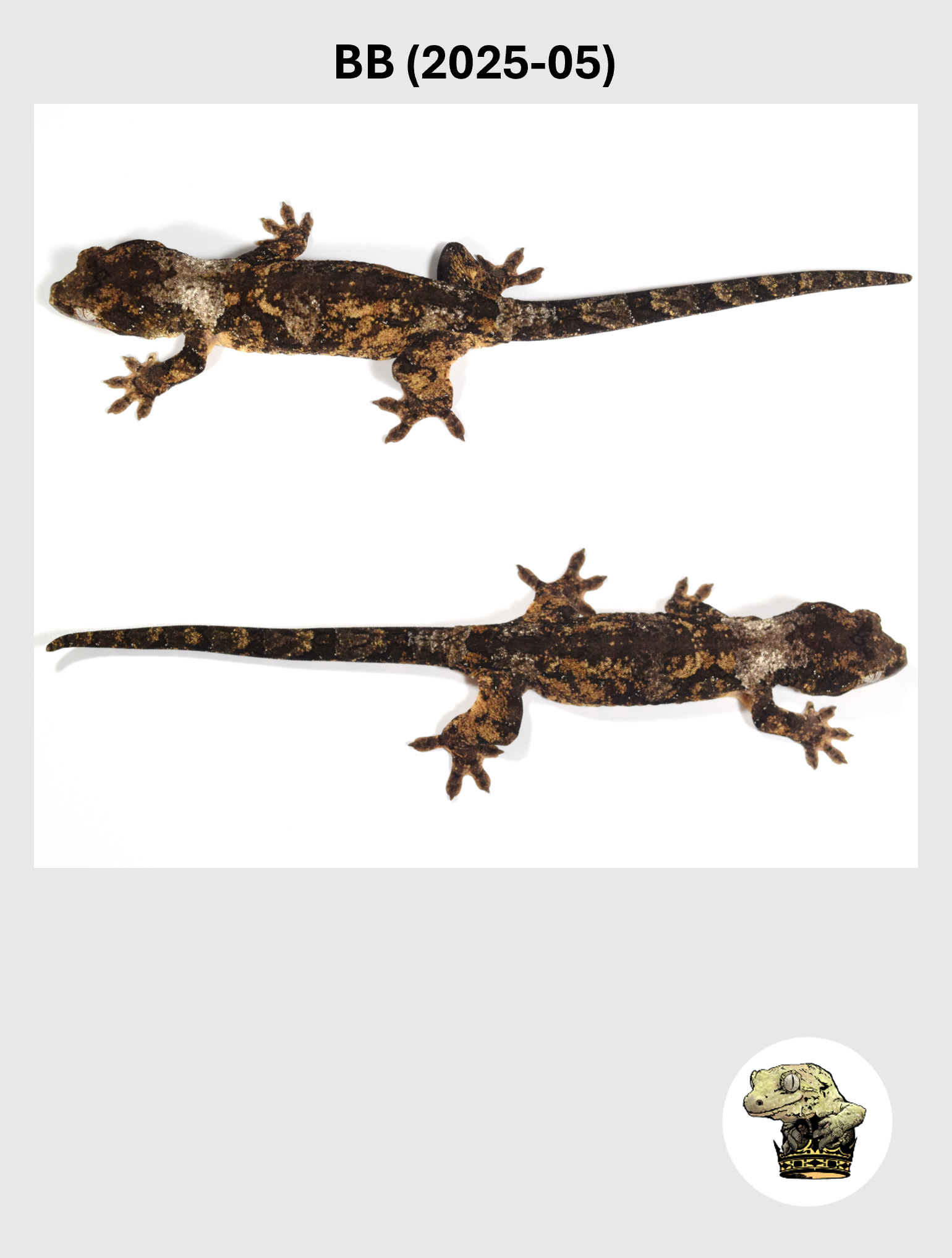 BB (2025-05) (2026-02-17) (5) SQSP.png