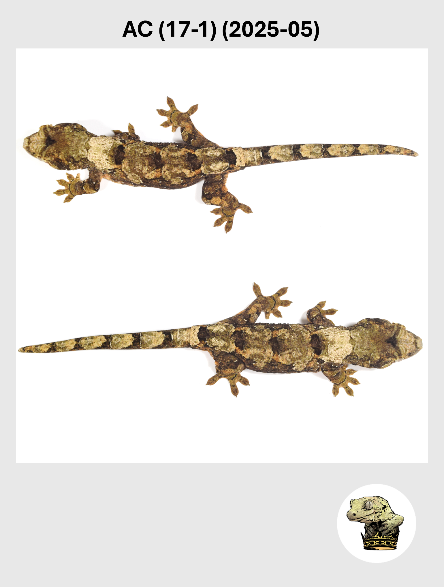 AC (17-1) (2025-05) (2026-02-03) (3) SQSP.png