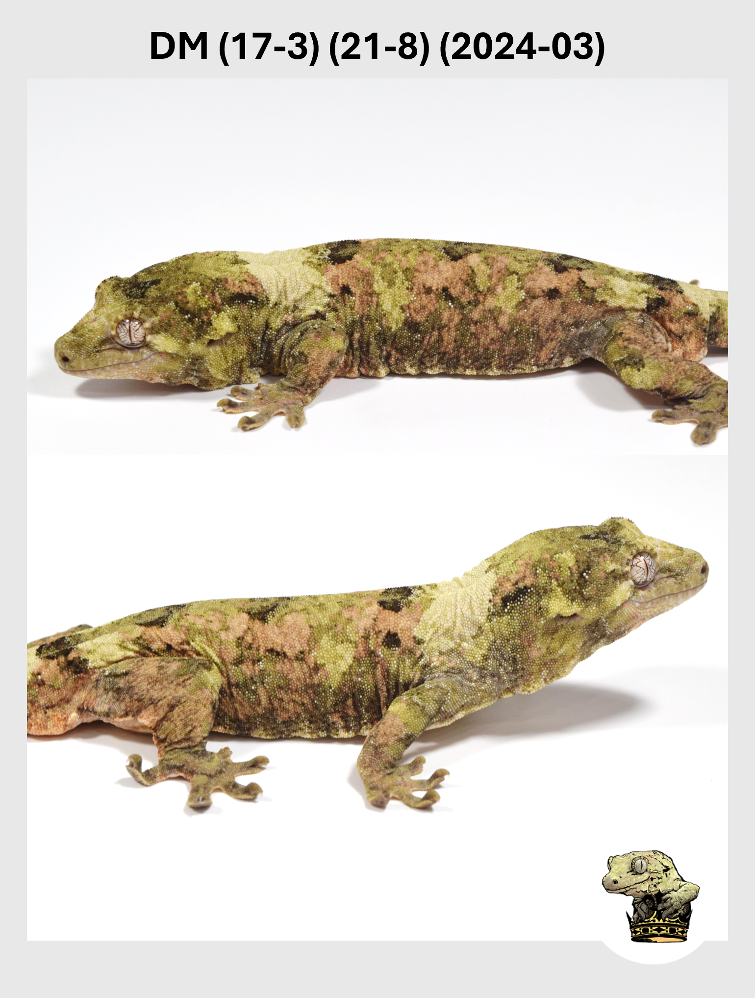 DM (17-3) (21-8) (2024-03) (2025-07-30) (2) SQSP.png