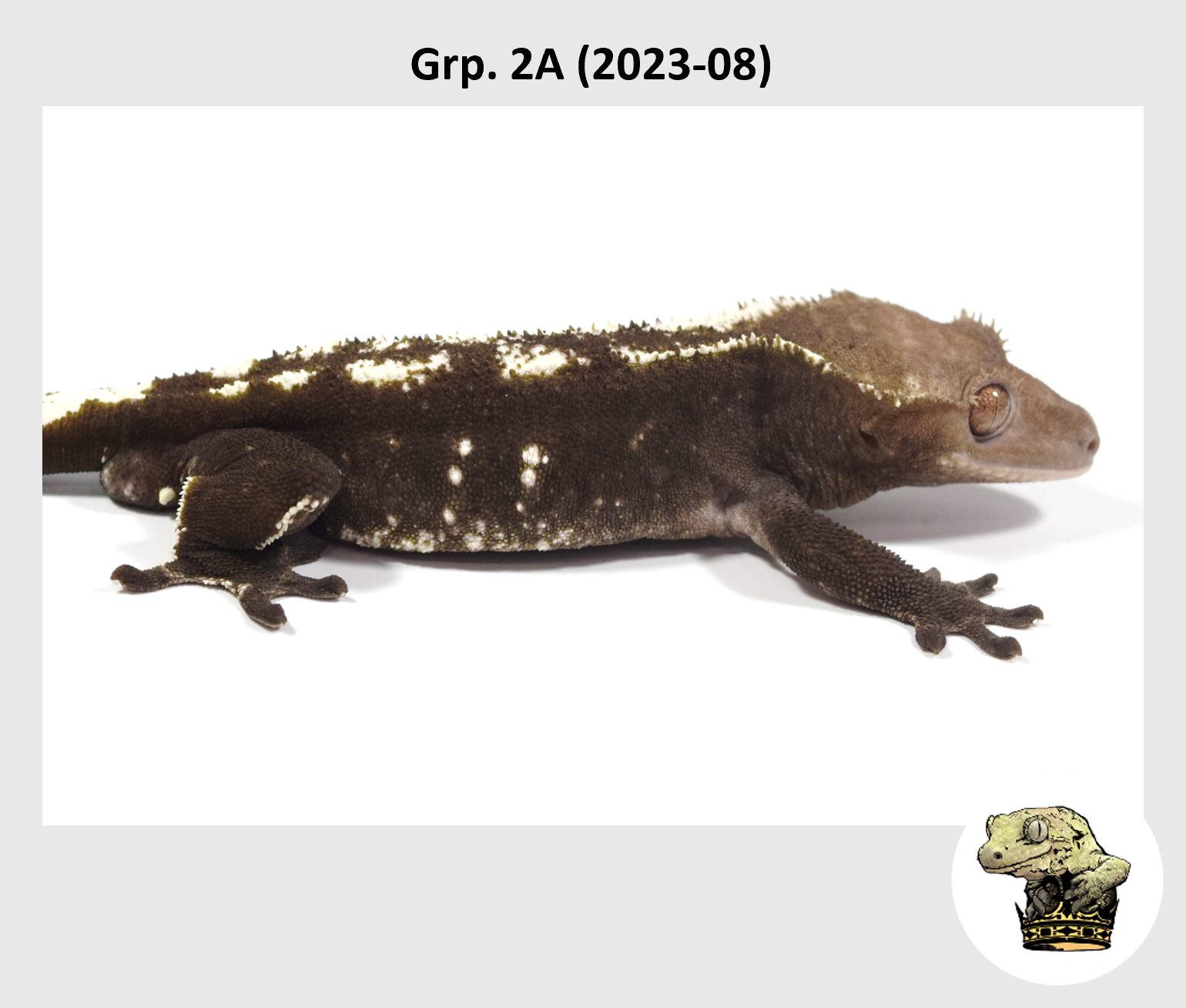 MM Grp. 2A (2023-08) (2024-11-06) (4).png
