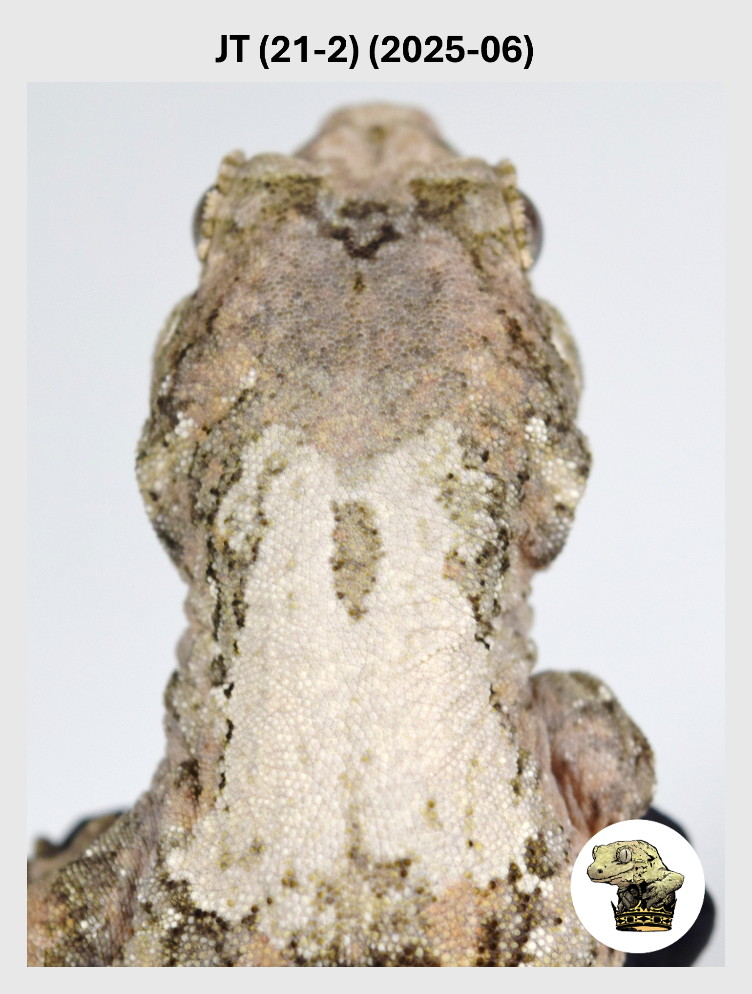 High White Striped Chahoua Female! JT (21-2) (2025-06)