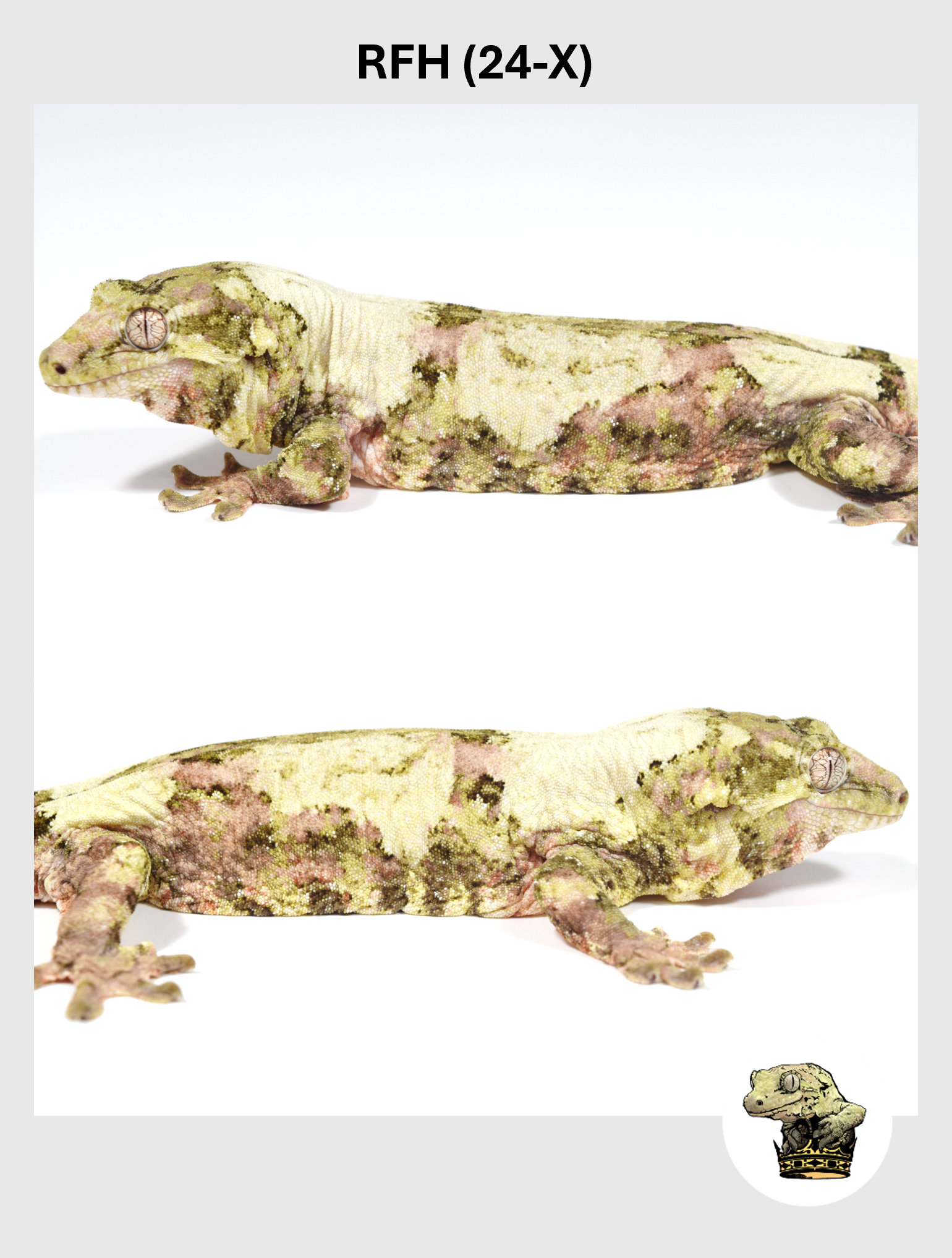 RFH (24-X) (2025-12-22) (4) SQSP.png